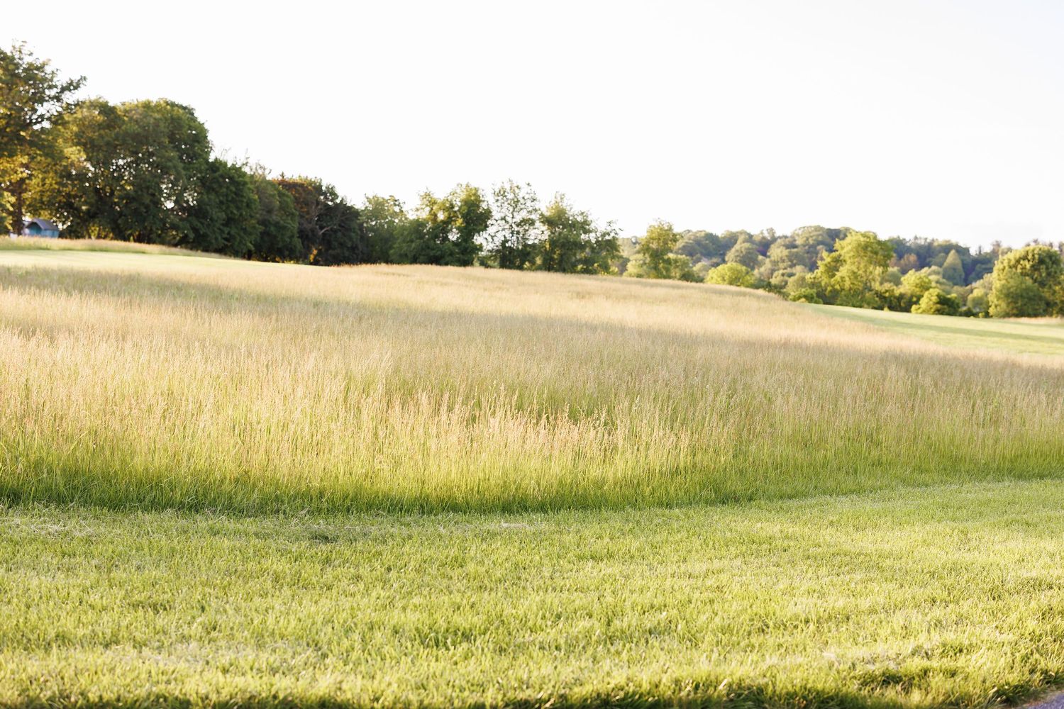 Lush green and golden grass field with rolling hills and trees under a clear sky on a sunny day.