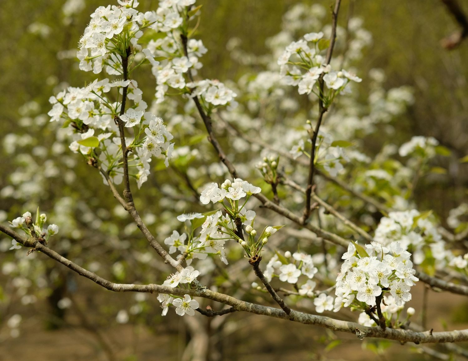 White cherry blossom flowers blooming on tree branches in spring garden.