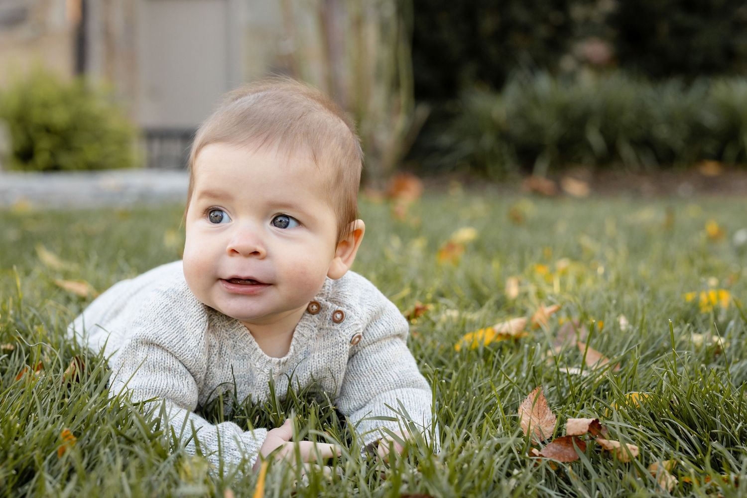 A cute baby in a gray knit sweater lying on green grass with autumn leaves, looking up with bright blue eyes.