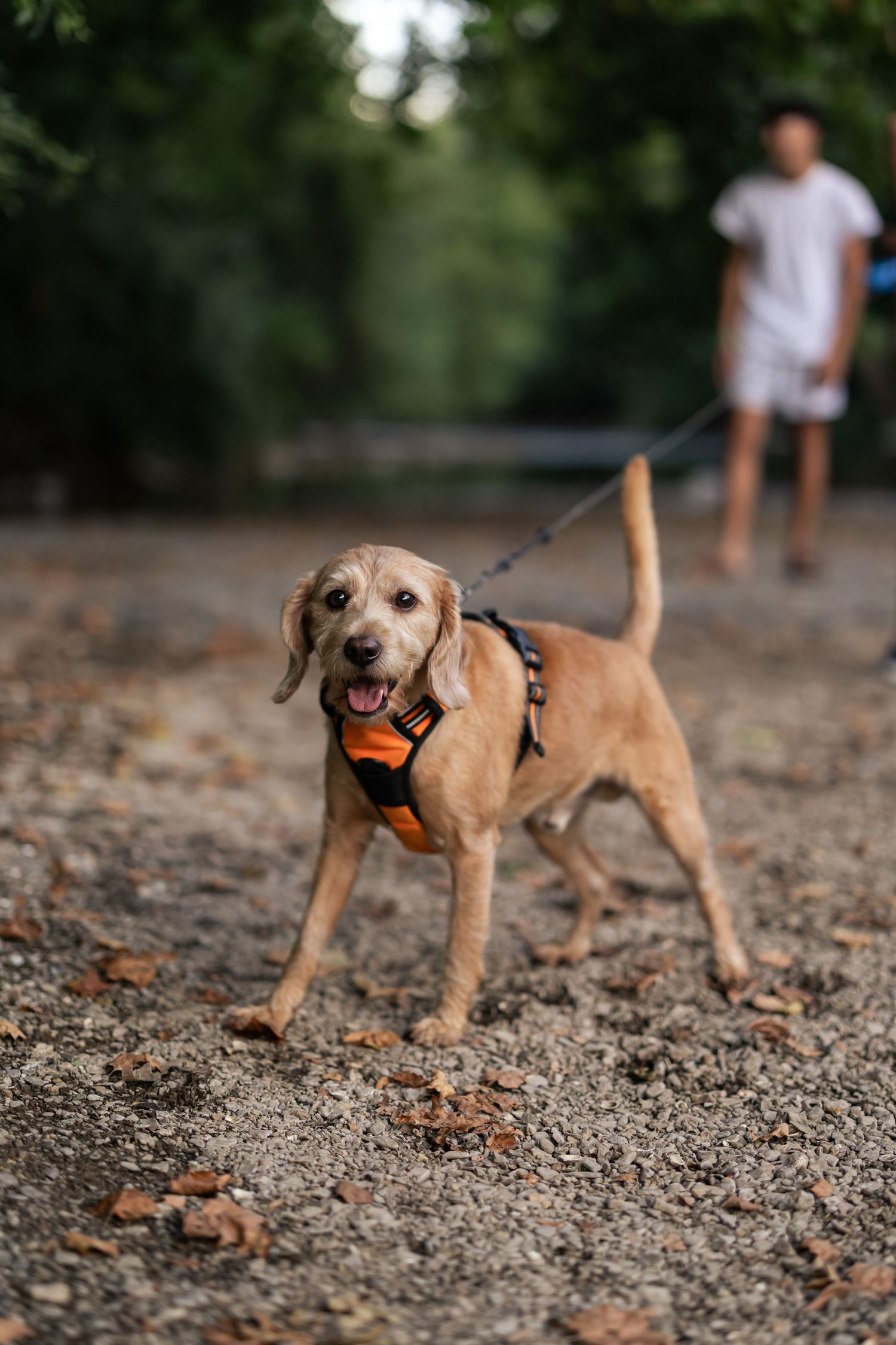 A dog portrait at Grings Mill in Reading PA, portraits by Megan Mariah Photography