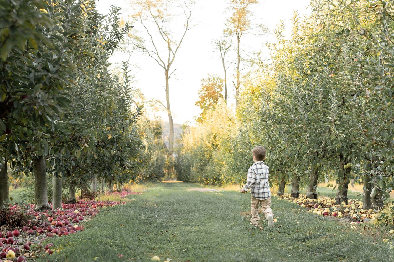 A child walks through a lush apple orchard with fallen apples on the ground during autumn harvest season.