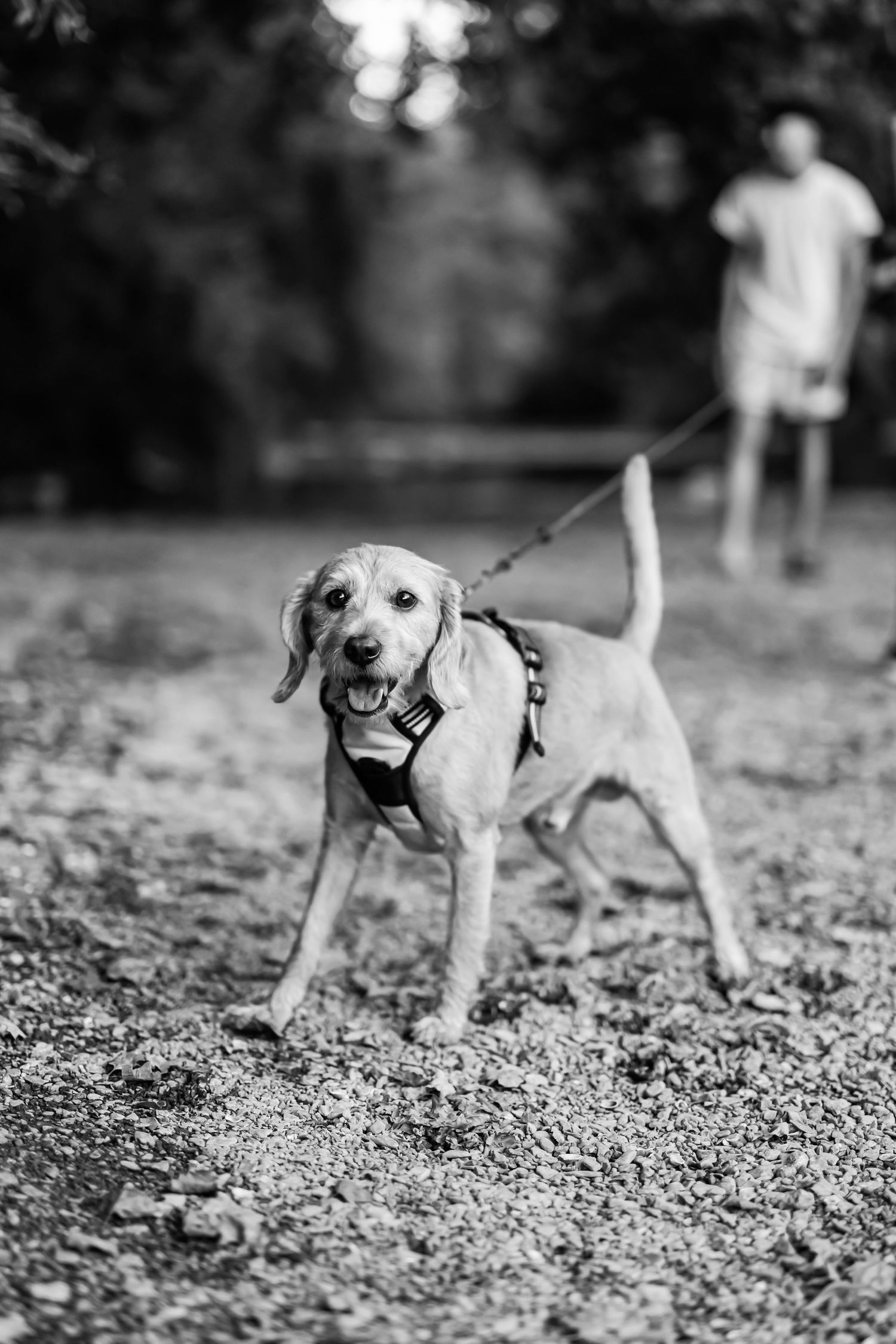 Black and white pet portrait of a playful beagle puppy running and playing with a toy on gravel ground.