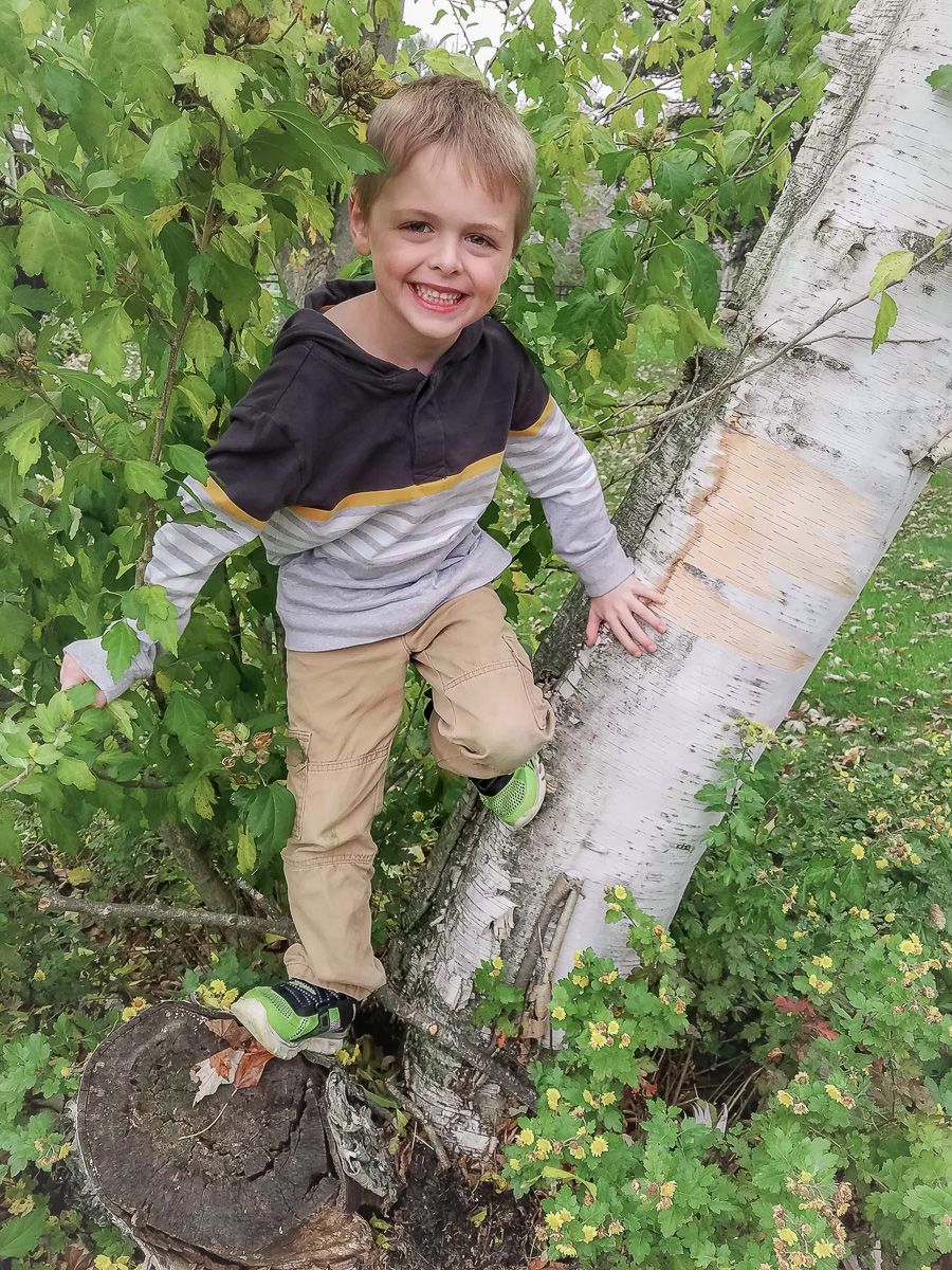 A young climber in a two-toned shirt perch on a birch tree trunk during family photos with a Lancaster, PA family photographer.