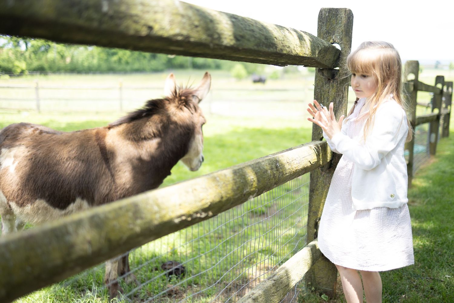 A small brown donkey stands at a wooden fence in a sunny pasture while someone in a white dress offers a treat.