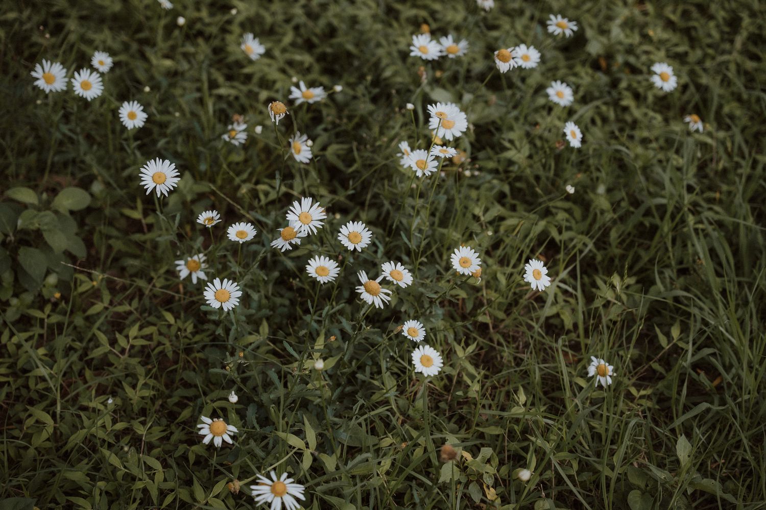 White daisies scattered across a lush green grass meadow in natural light.