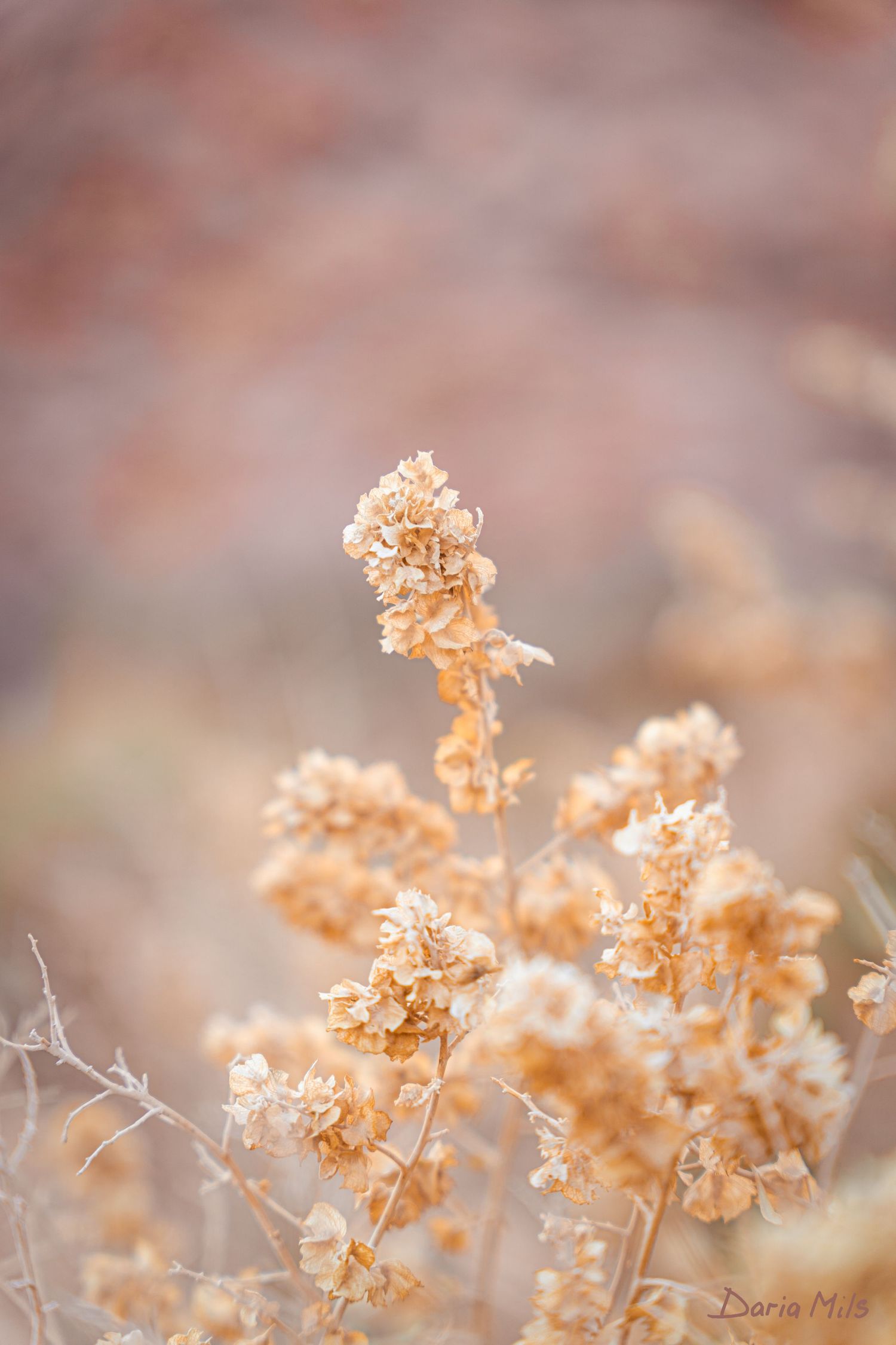 WILDFLOWER
