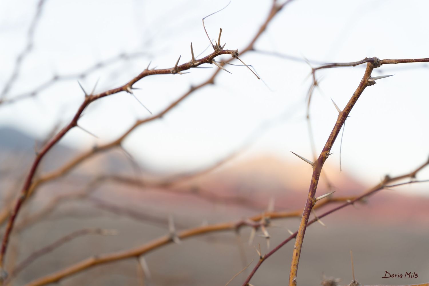 TWIG