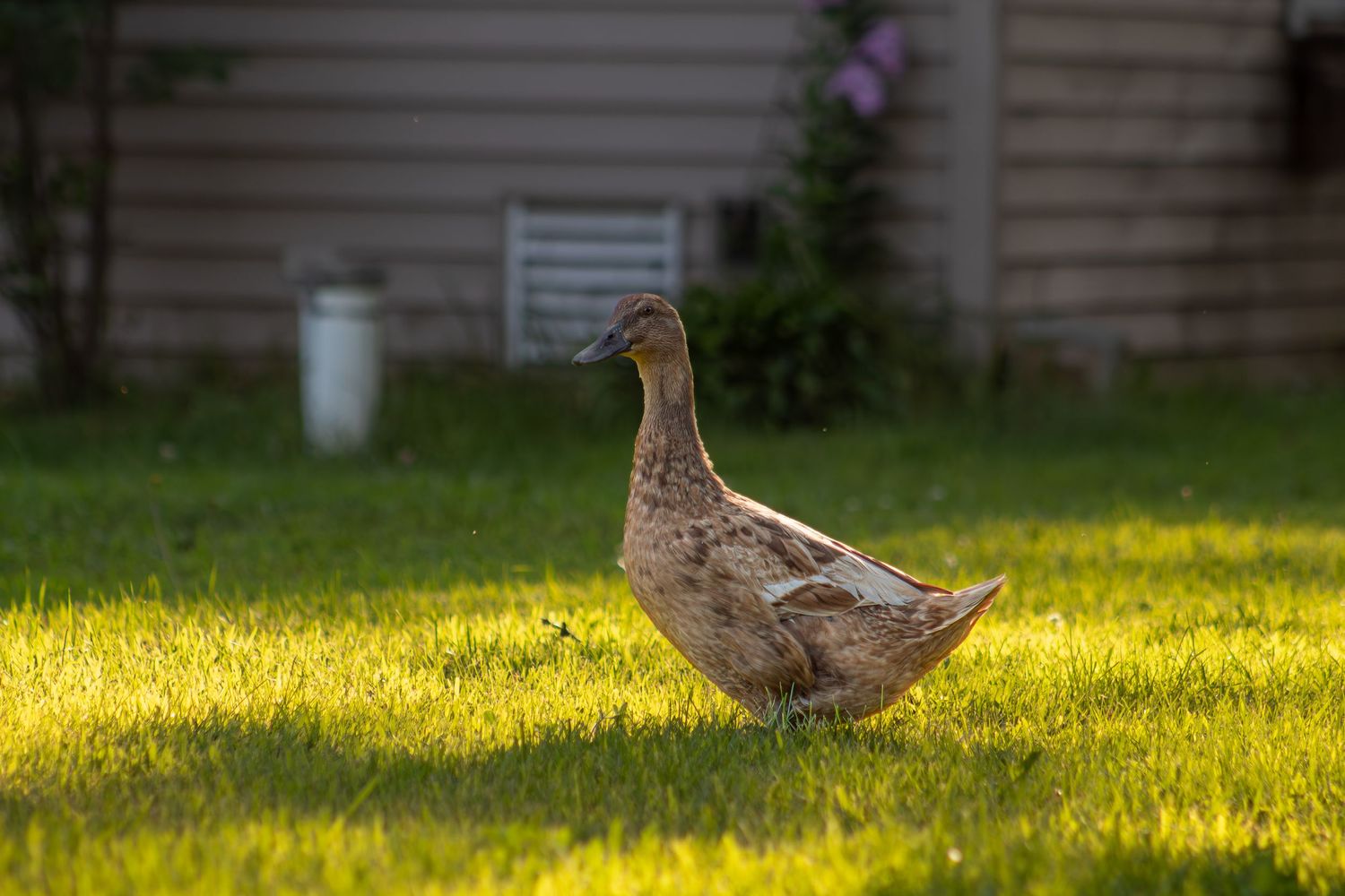 A brown speckled duck walks across a sunlit green lawn near a beige building exterior.