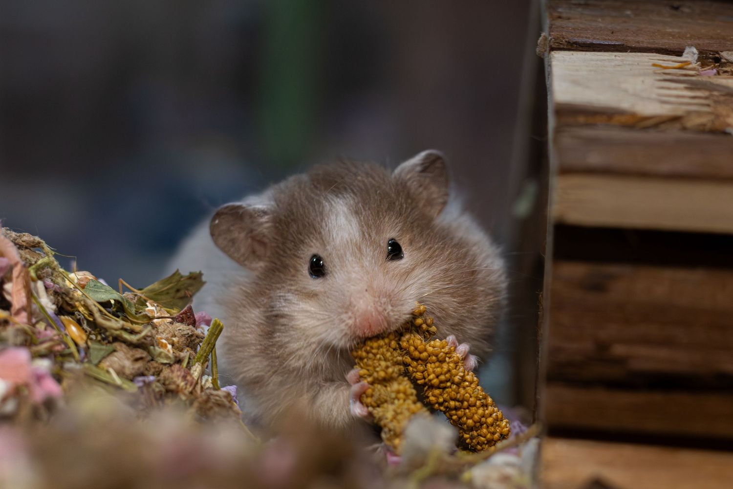 An adorable hamster munches on a dried millet sprig amid scattered dried flowers and herbs near wooden blocks.