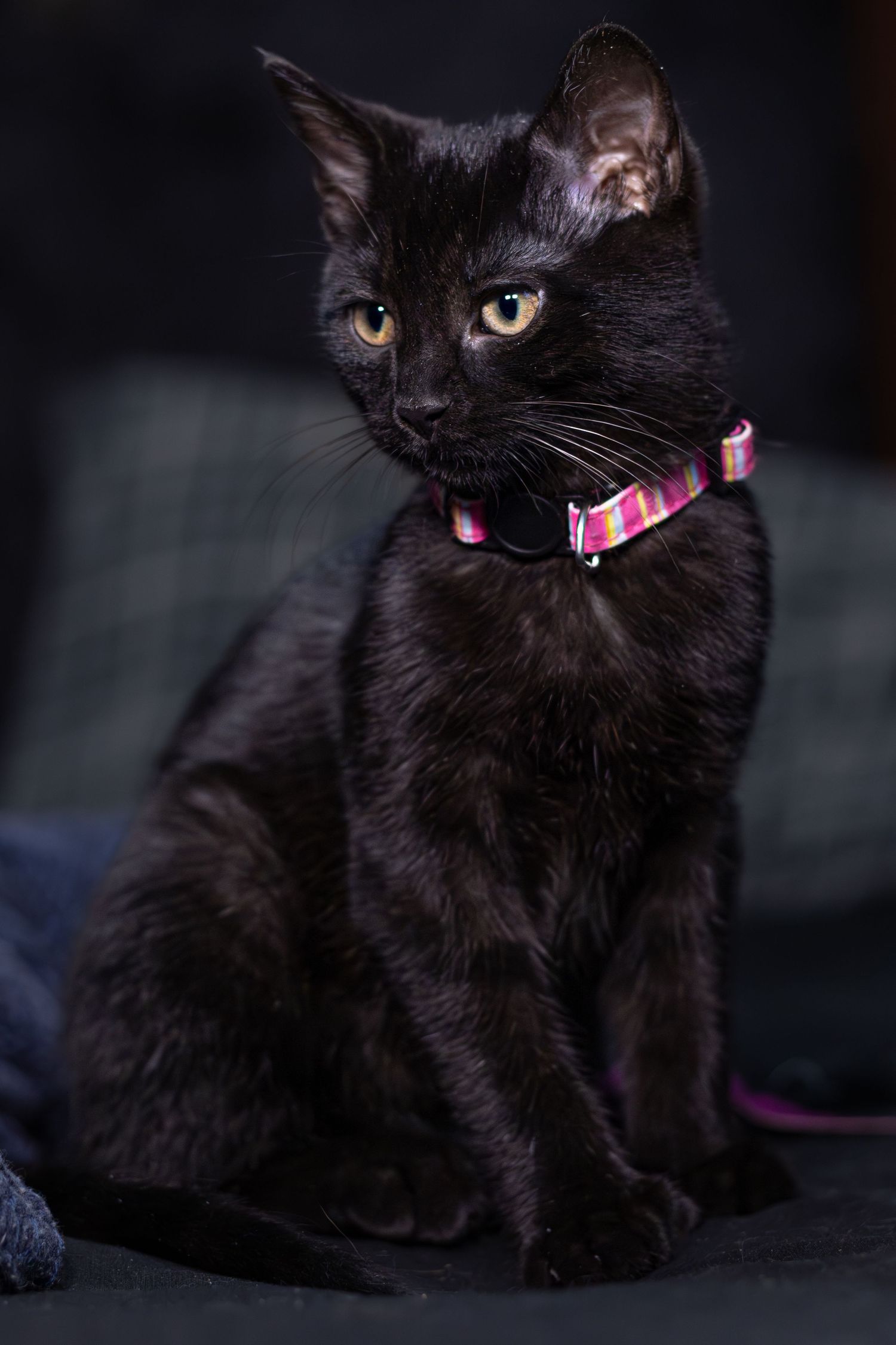 Black kitten wearing a colorful striped collar sitting on a dark surface.