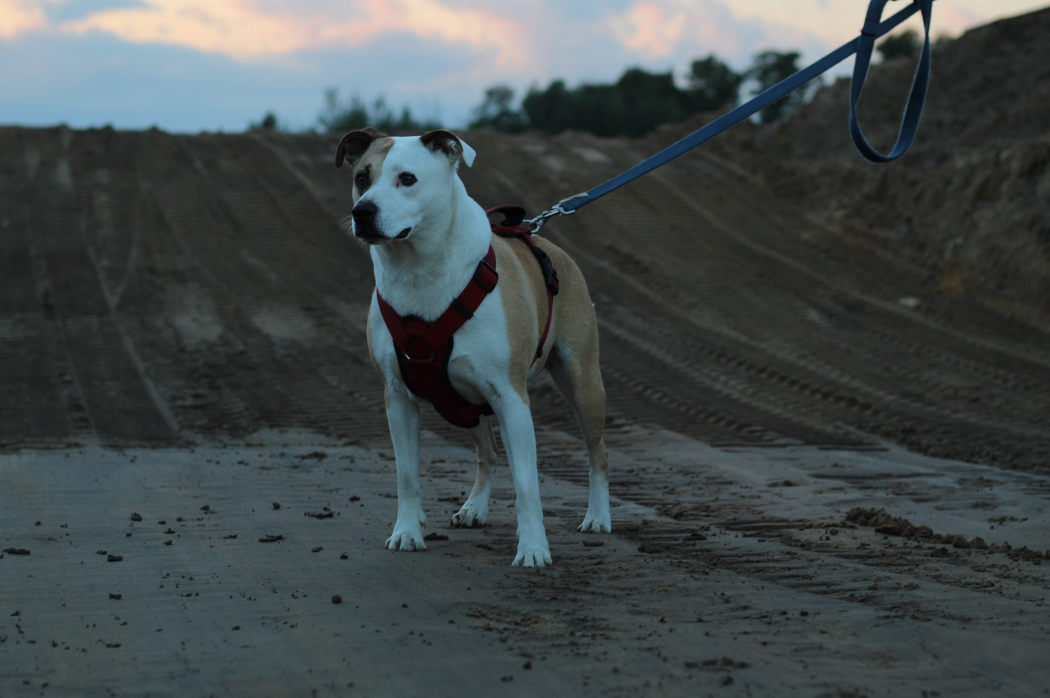 White and brown dog wearing a red harness and blue leash standing on sandy ground at dusk.