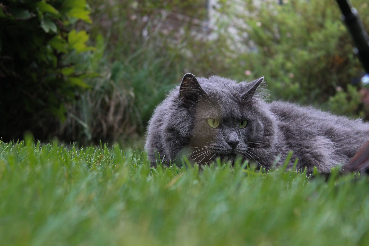 A fluffy gray cat rests low in green grass surrounded by garden plants in soft natural light.