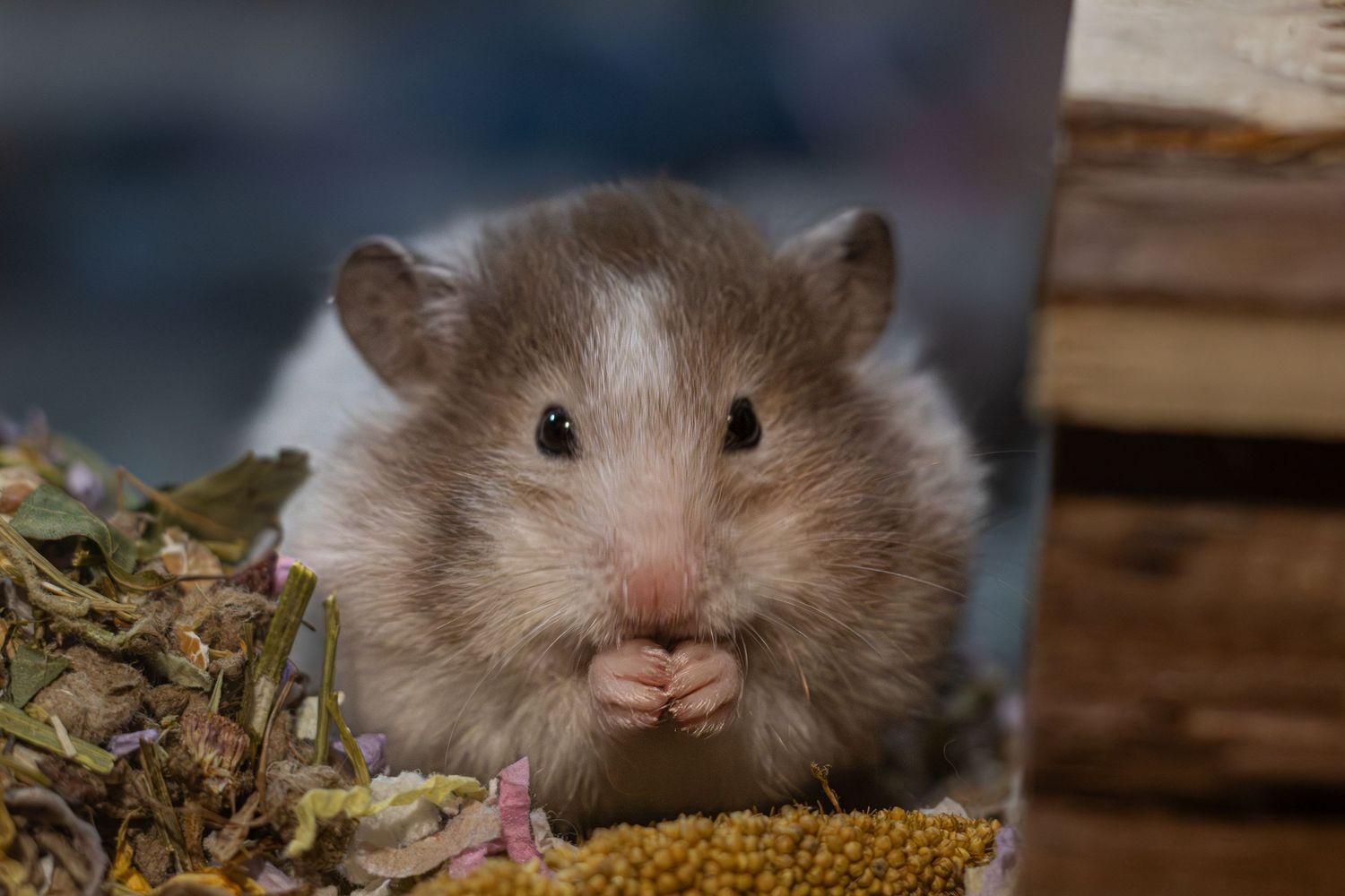A fluffy hamster eating seeds surrounded by dried herbs and plants.