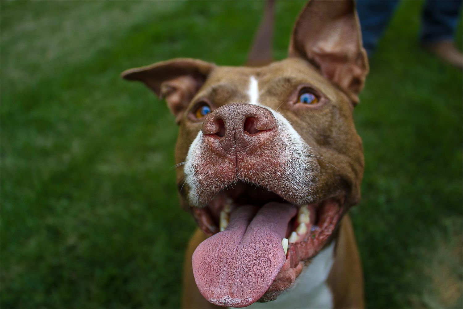Brown and white pit bull dog with blue eyes and tongue out on grass.