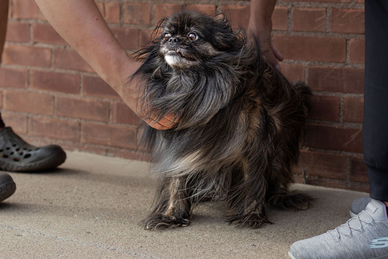 A small fluffy black Pekingese dog with an orange collar standing on a concrete surface near a brick wall.