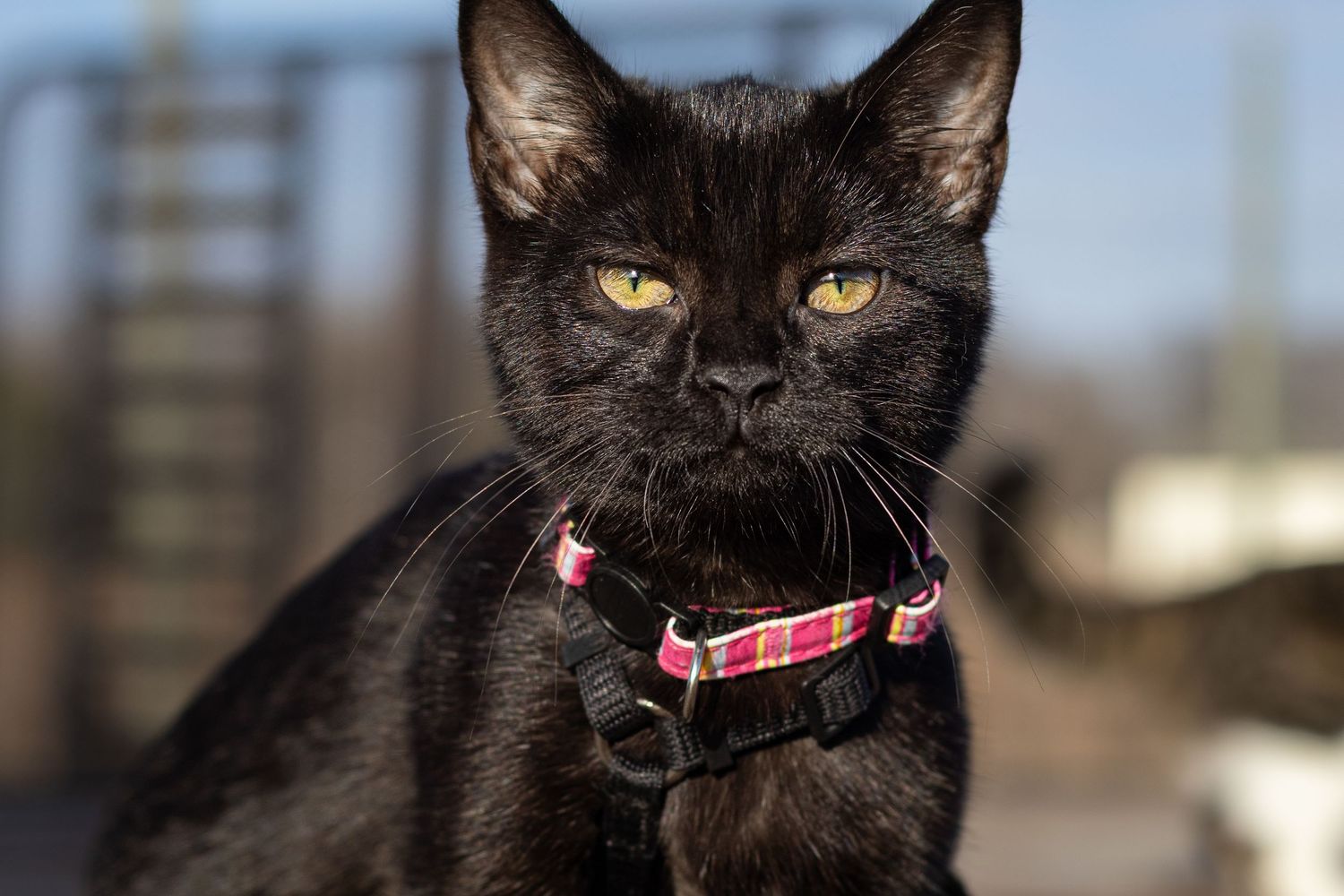 Close-up portrait of a black cat wearing a pink plaid collar outdoors with blurred background.