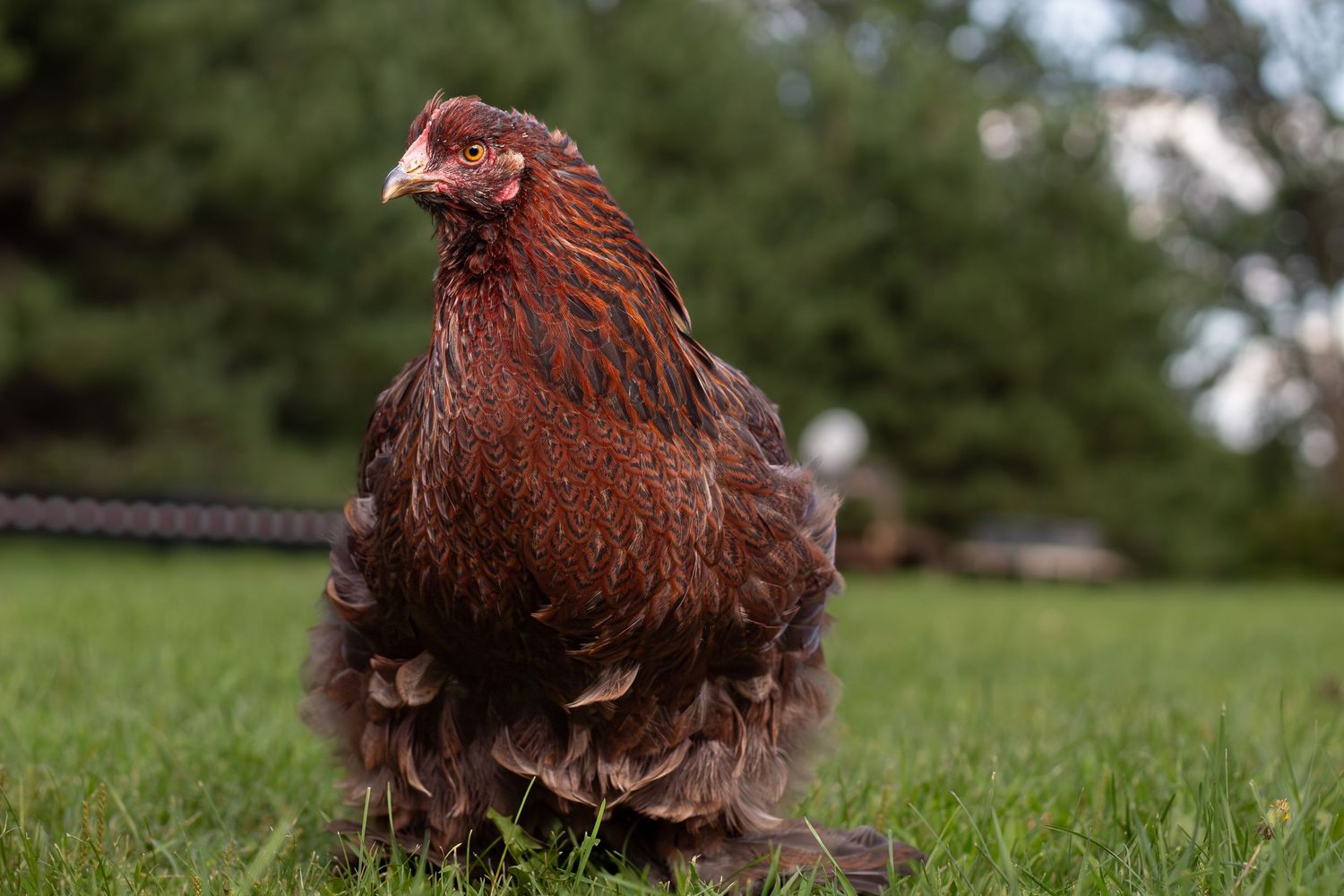 A fluffy brown hen stands on green grass outdoors in natural daylight.