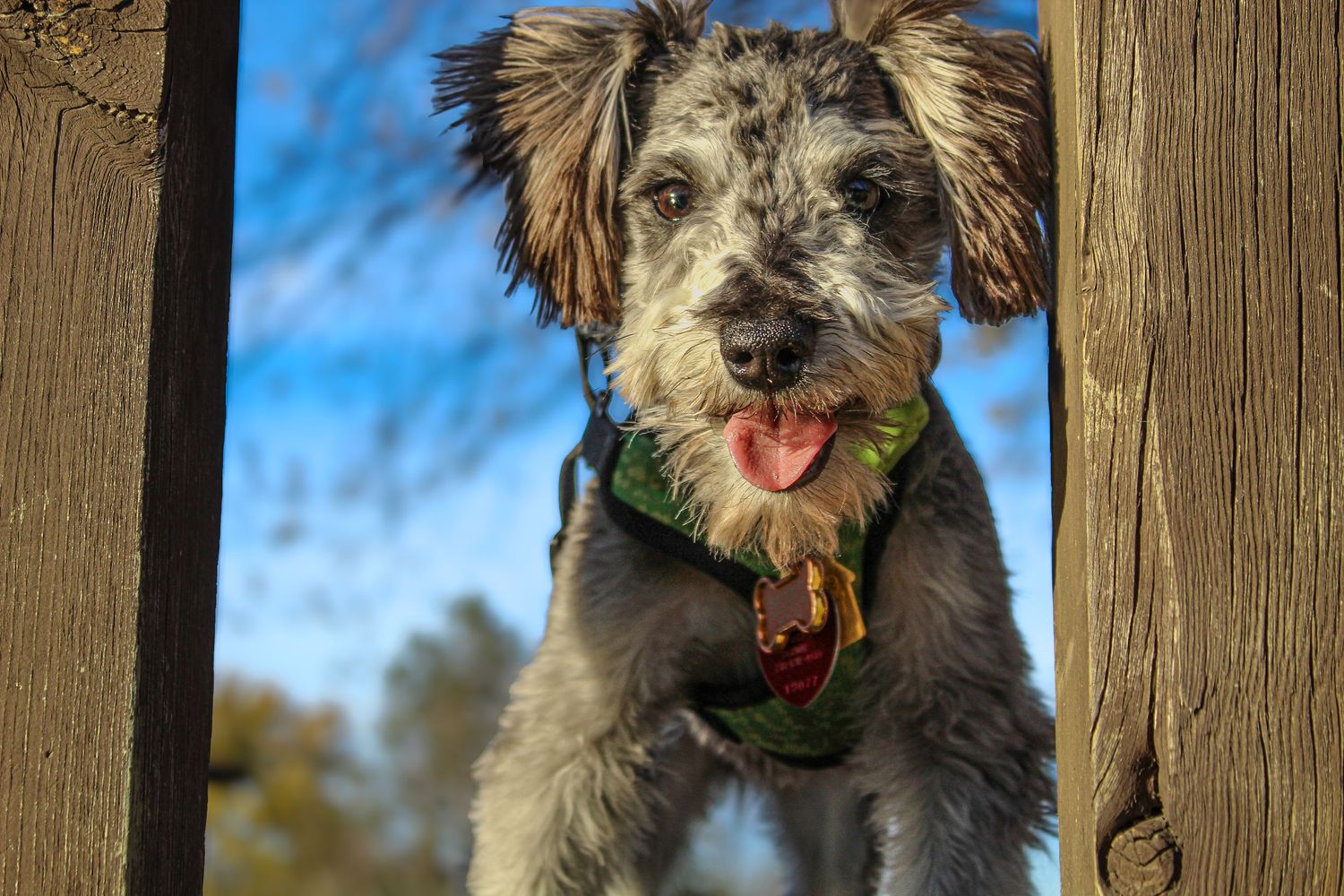 An adorable gray schnauzer mix dog with tongue out peers through rustic wooden fence posts outdoors.