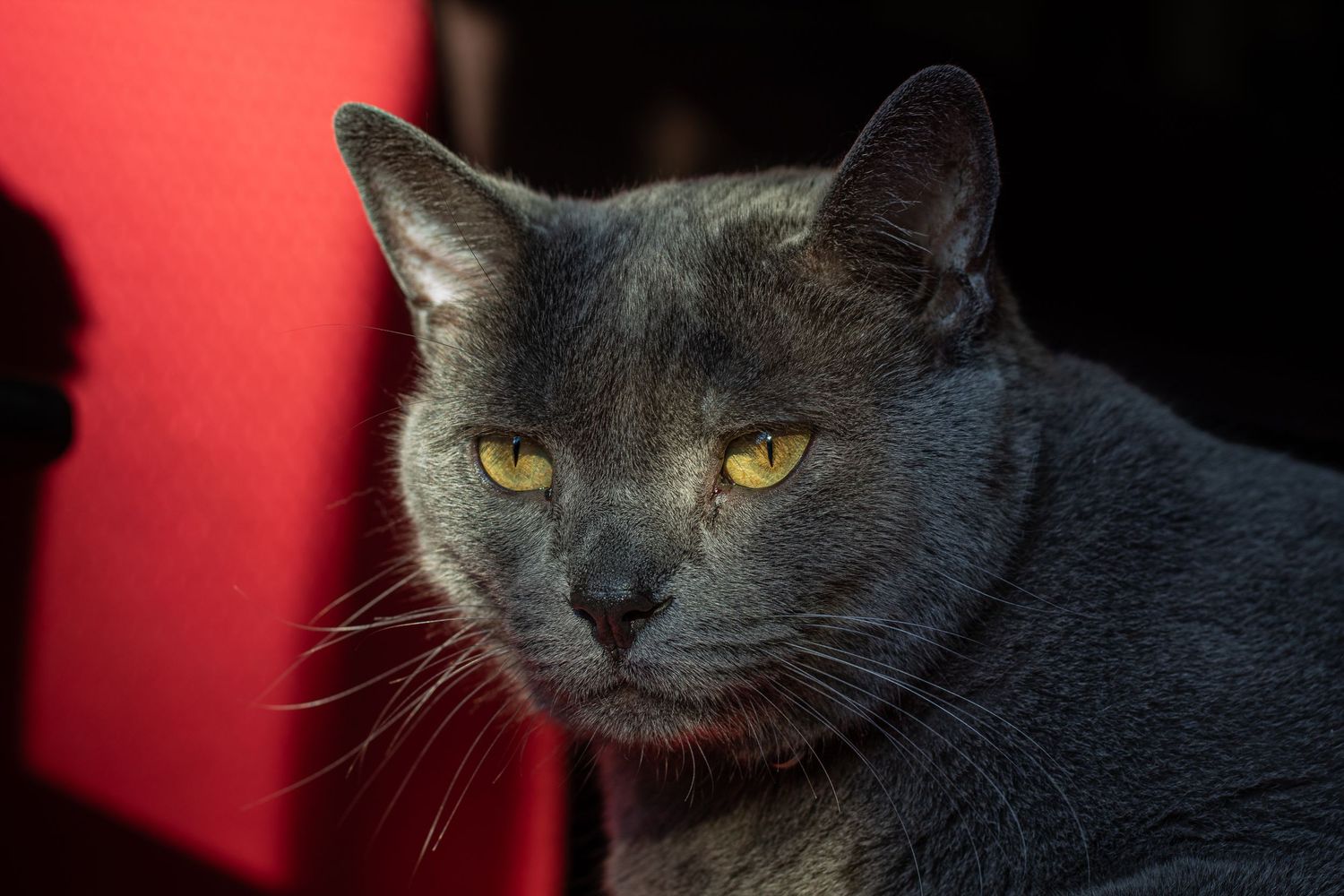 A sleek gray cat with striking yellow eyes resting against a vibrant red background in dim light.