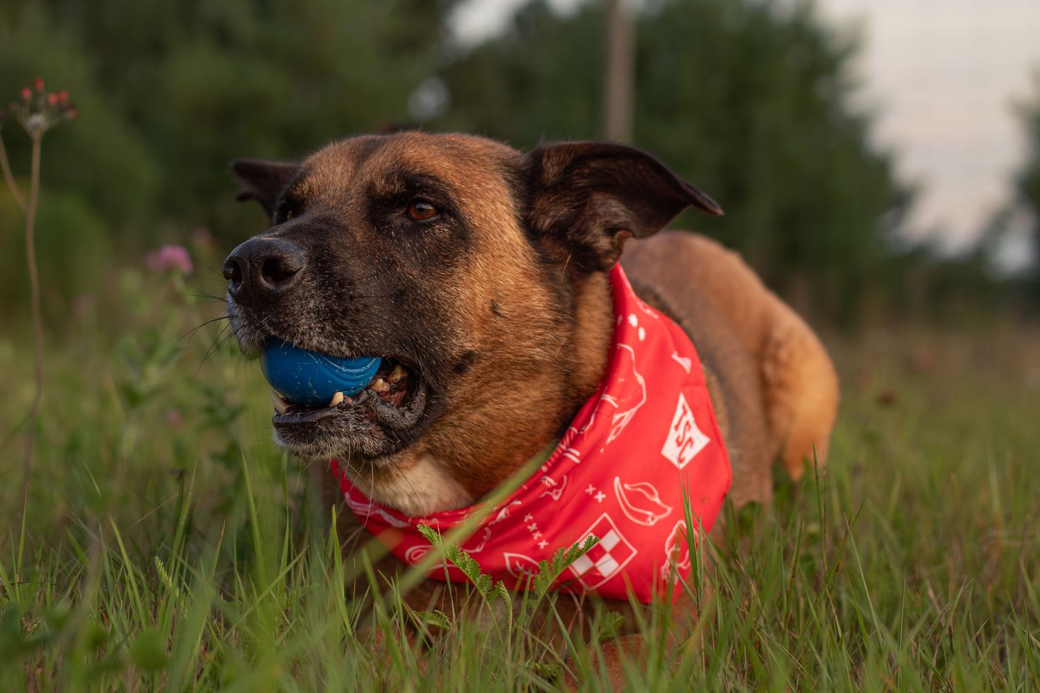 A brown mixed breed dog wearing a red bandana lies in green grass holding a blue ball in its mouth.