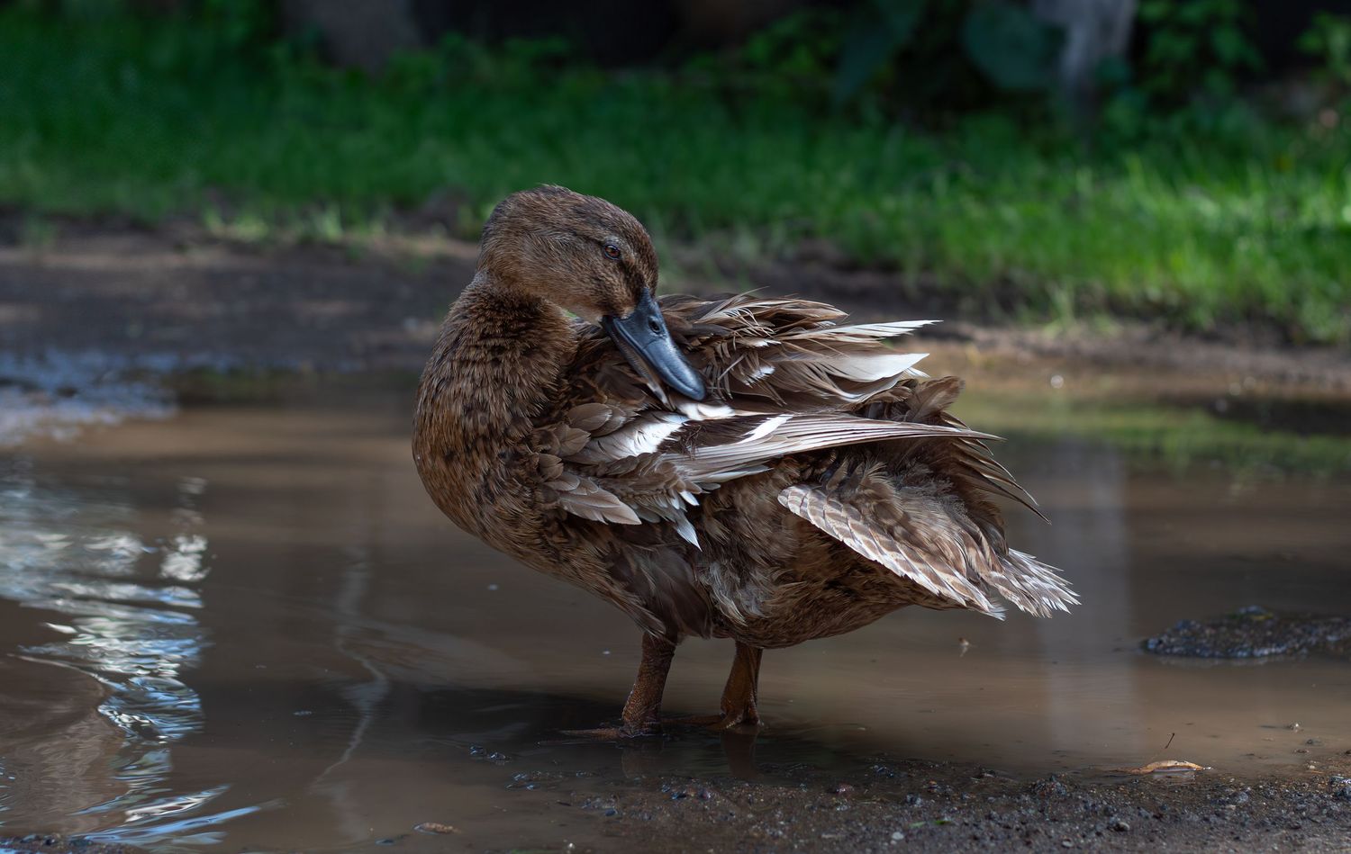 A brown female mallard duck preens its feathers while standing in a shallow puddle.