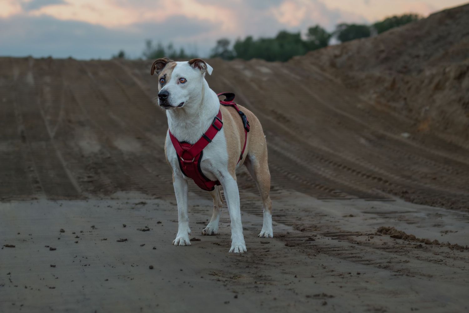 White and tan dog in a red harness standing on sandy terrain with a dramatic cloudy sunset sky.