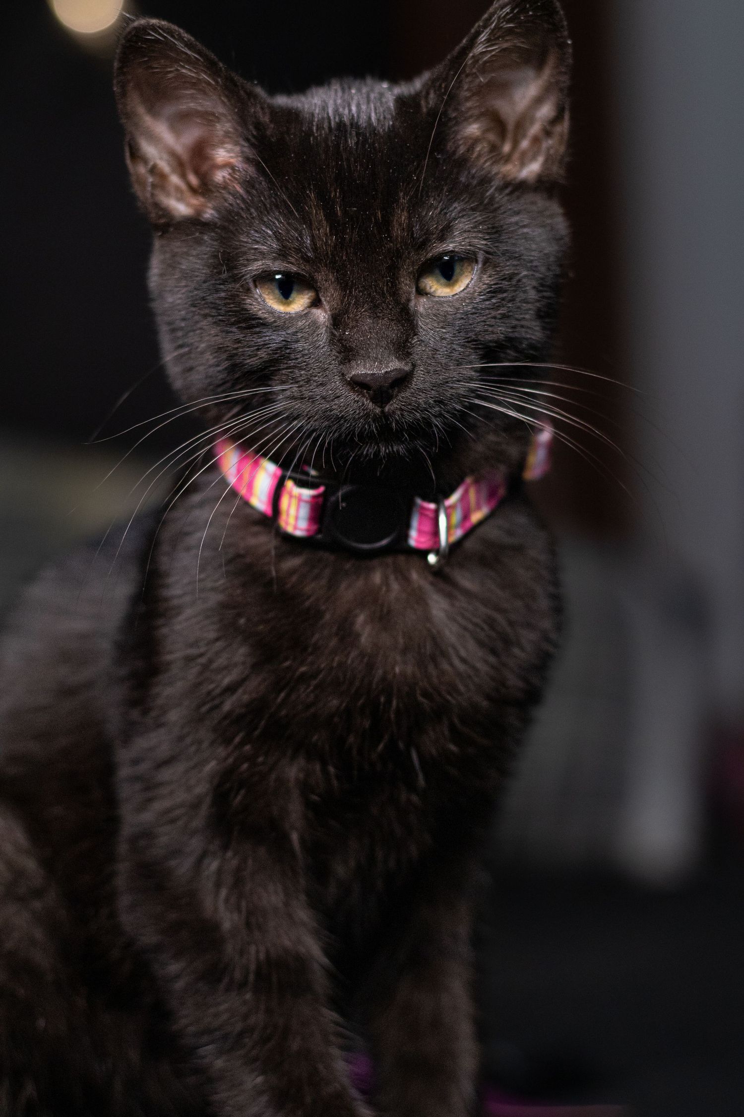 Young black cat wearing a colorful pink striped collar, sitting and looking forward in dim light.
