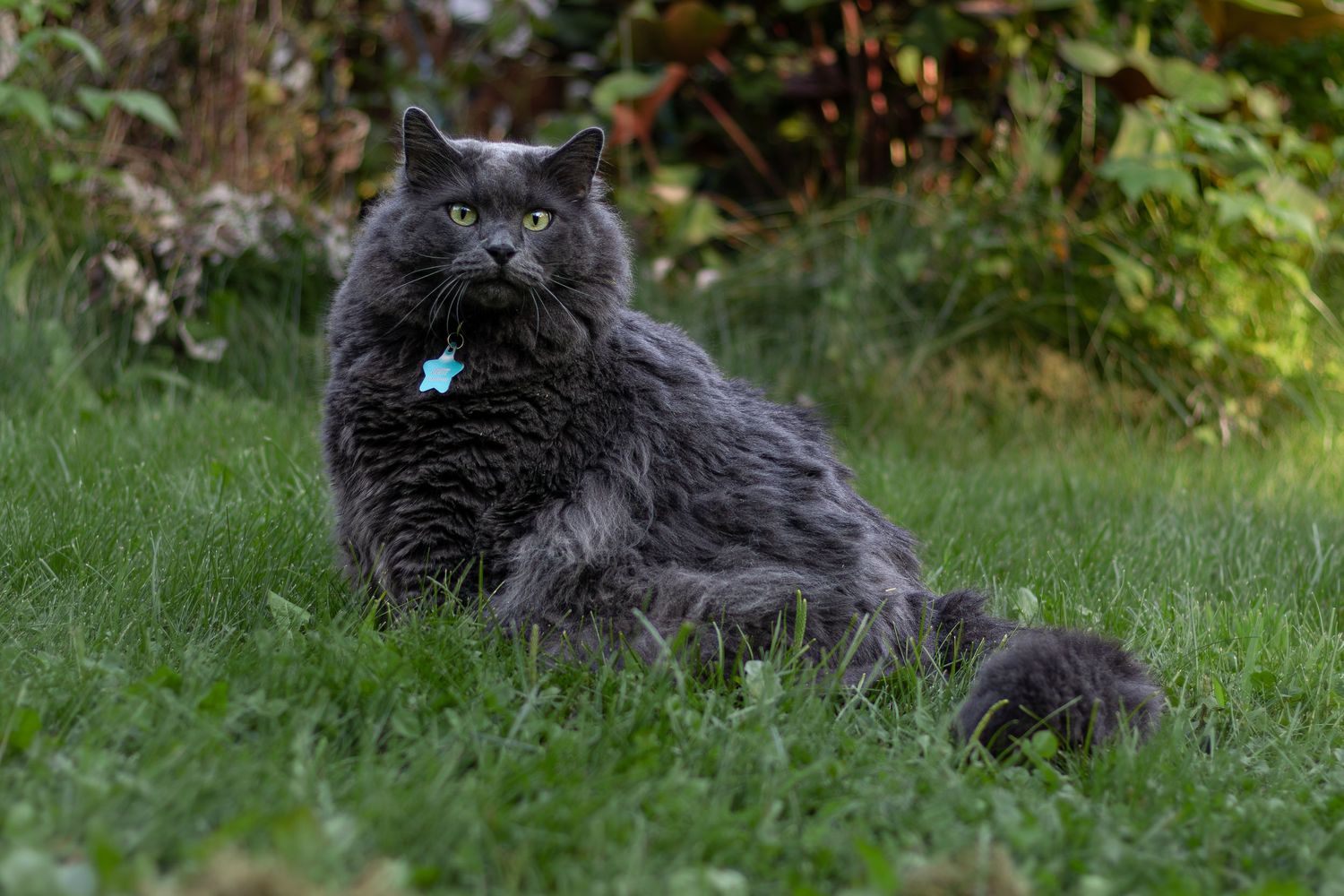A fluffy gray long-haired cat wearing a blue tag collar sitting in vibrant green grass.