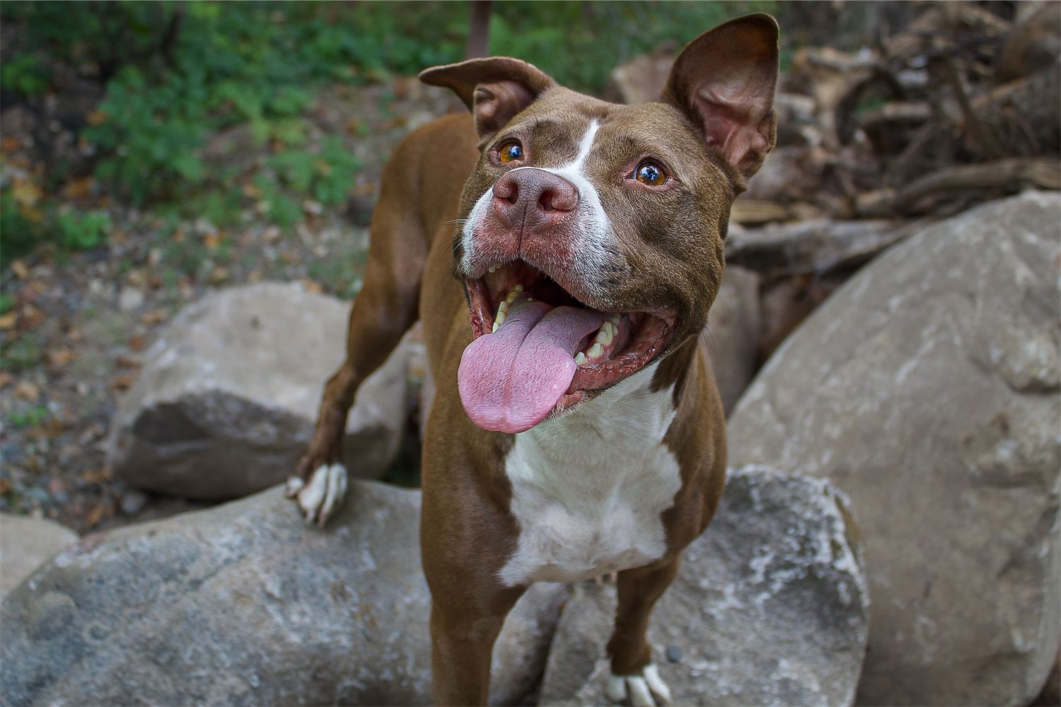 A happy brown and white pit bull dog stands on rocks in a wooded area with tongue out.