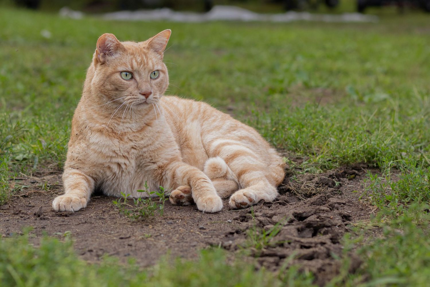 An orange tabby cat with green eyes lies relaxed on bare dirt surrounded by green grass outdoors.