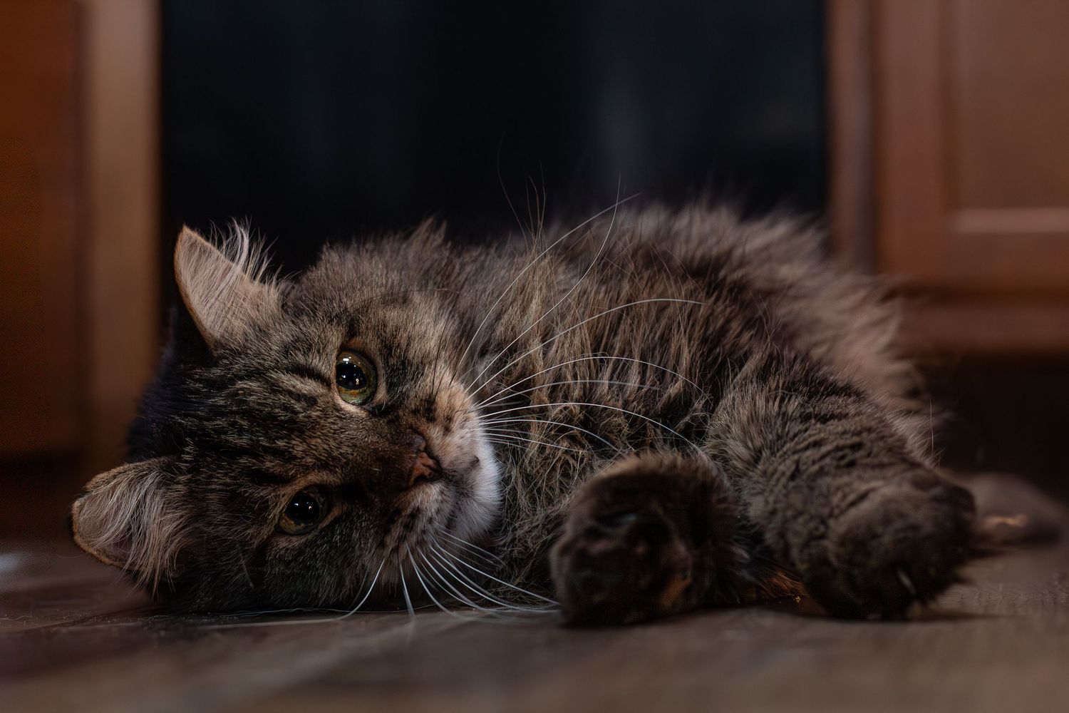 A fluffy dark tabby cat lies relaxed on a wooden floor in a dimly lit indoor setting.