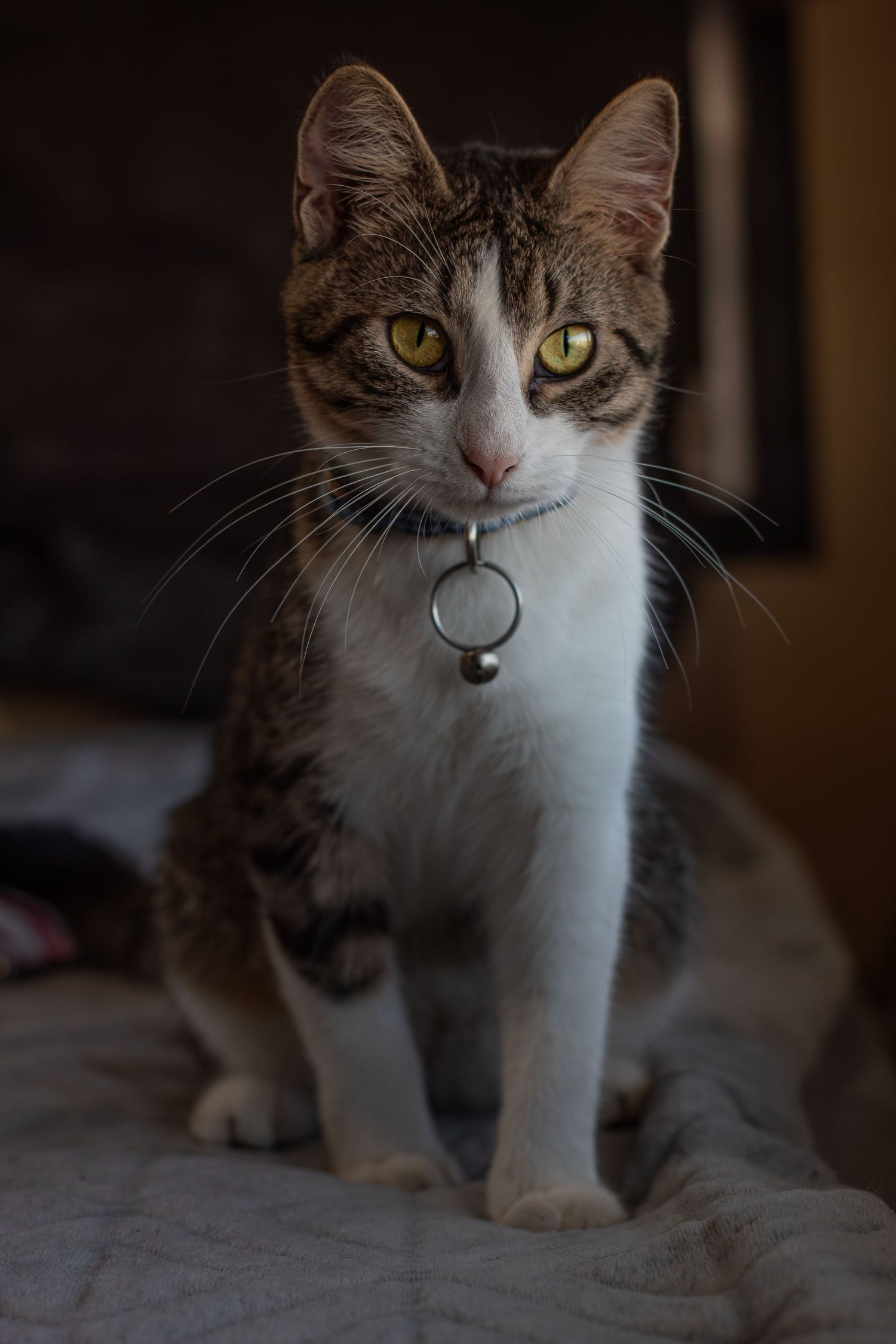 Tabby and white cat with yellow eyes wearing a collar with a bell sitting on a bed indoors.
