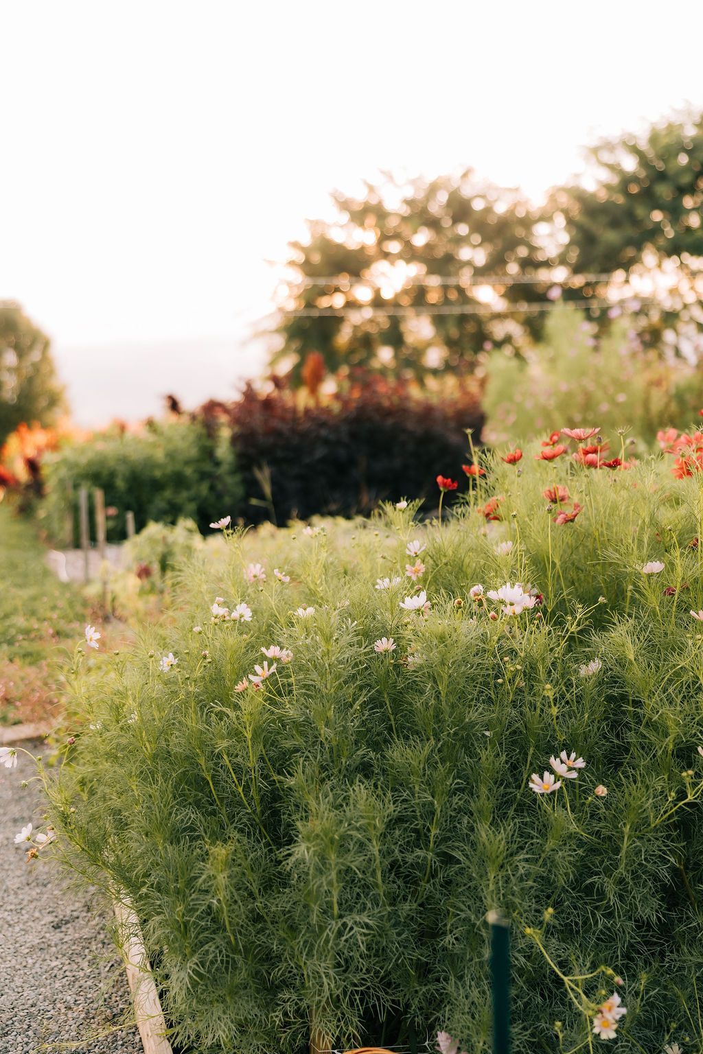 Delicate cosmos flowers and feathery green foliage grow in a garden bed along a gravel path at sunset.