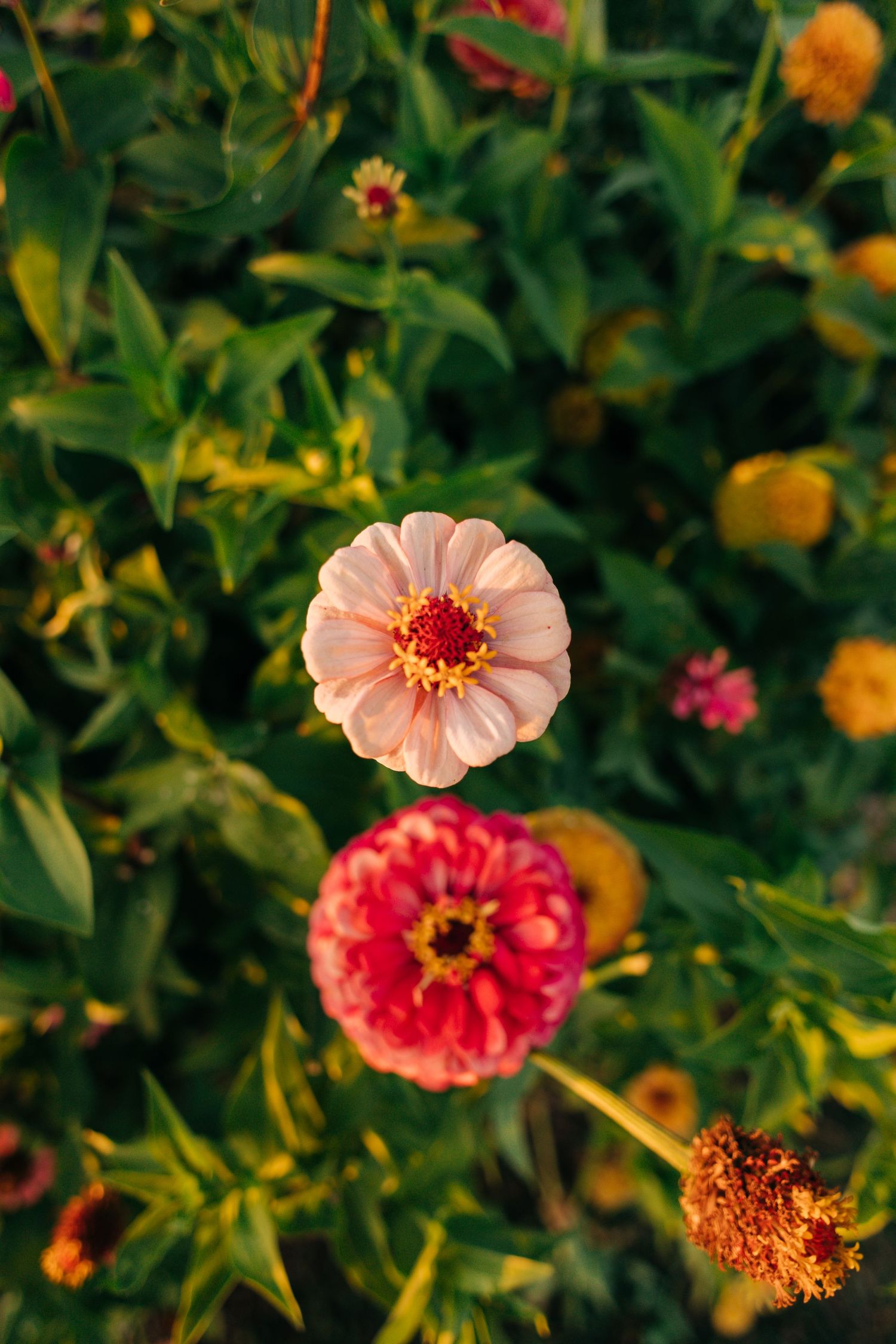Close-up of pink and coral zinnia flowers blooming in a lush garden setting.