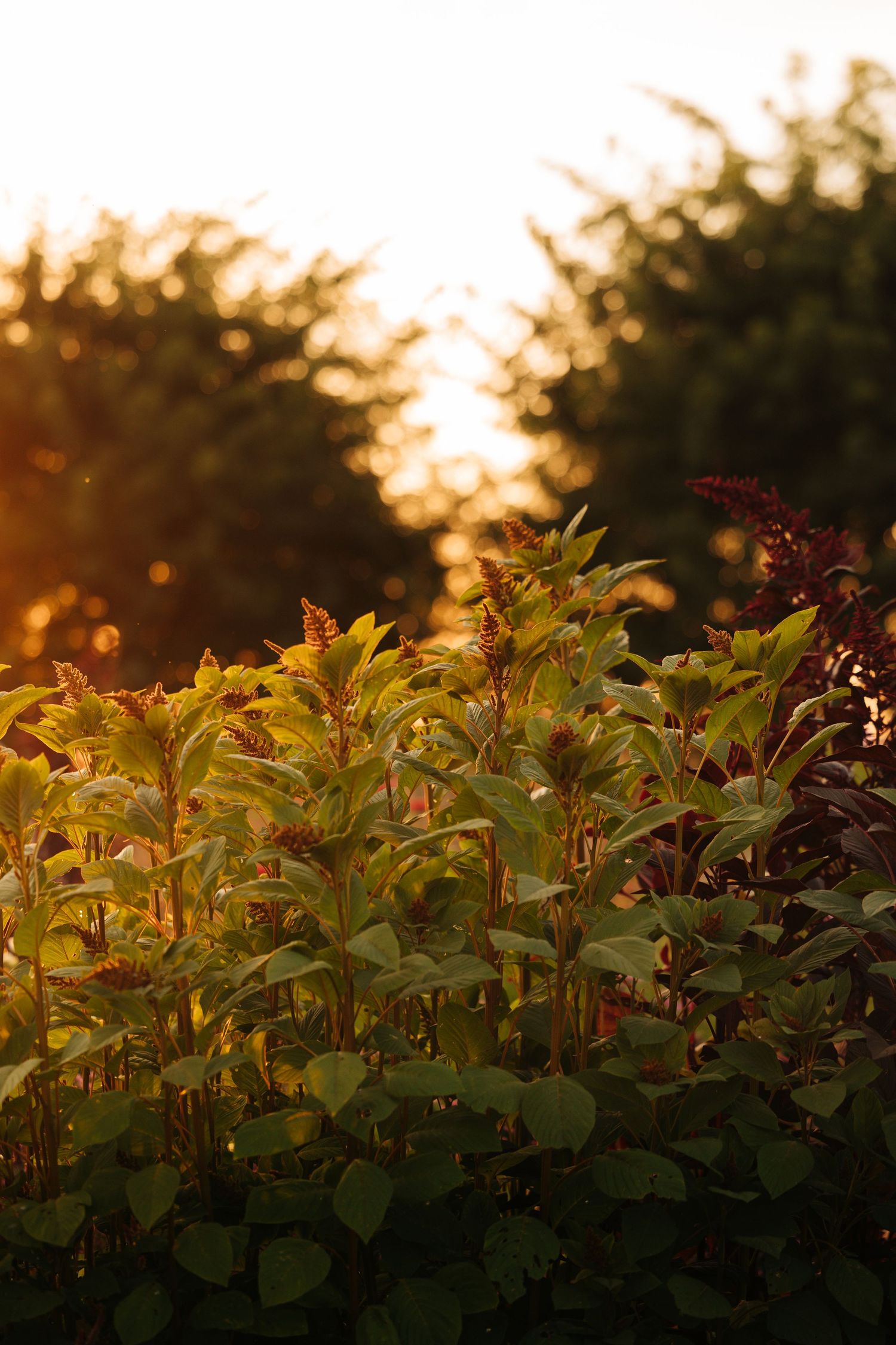 Golden sunlight filters through garden foliage creating a warm backlit glow on green leaves at sunset.