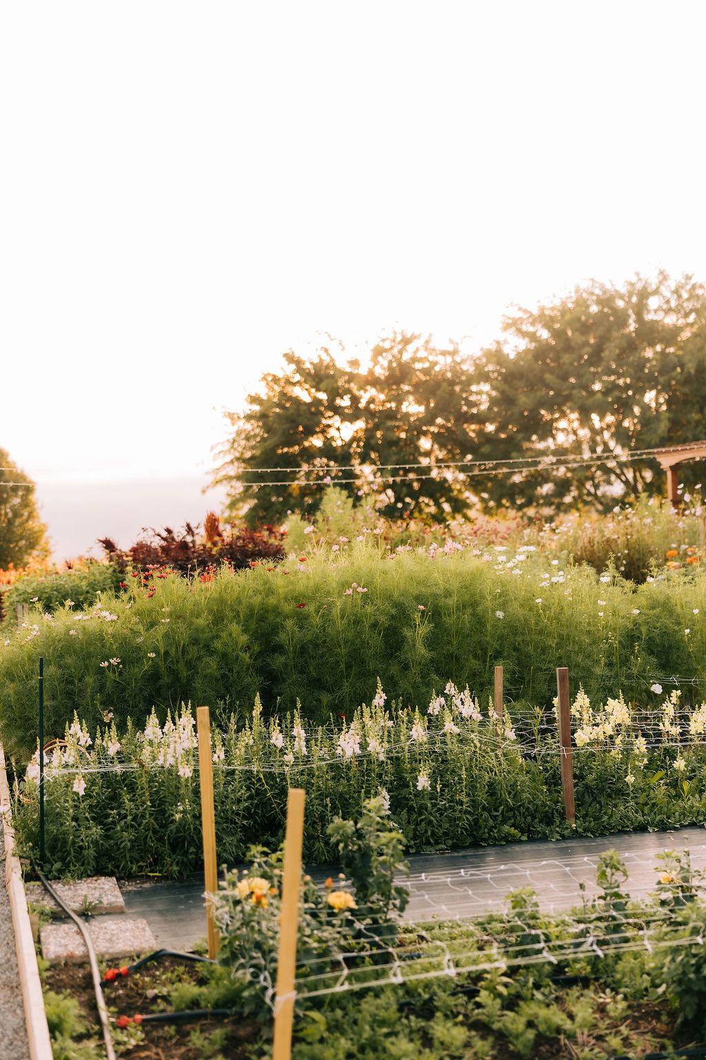 A scenic vineyard at sunset with flowering plants and wooden posts stretching across the landscape.