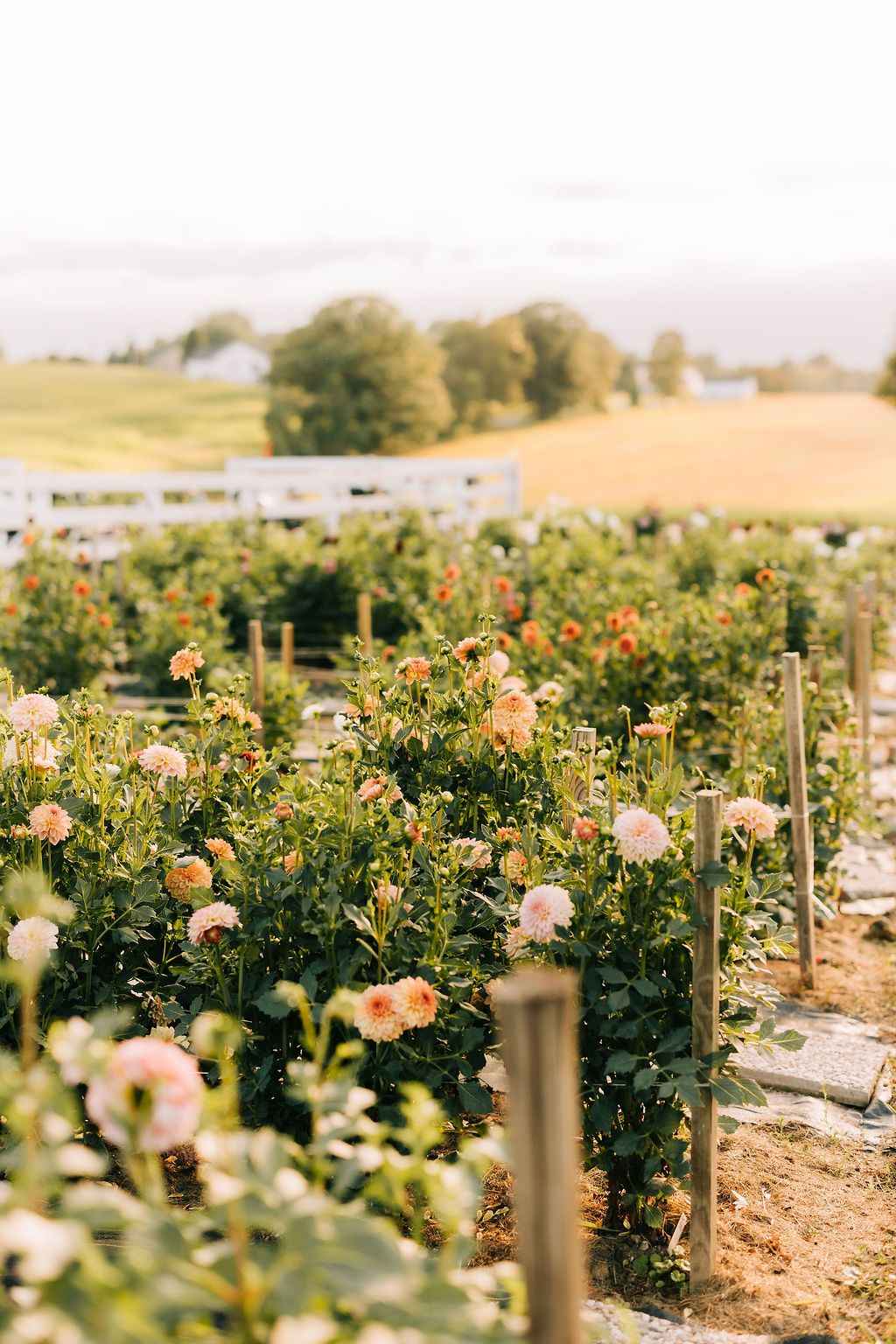 Rows of peach-colored dahlias grow in a sunny garden field with wooden stakes supporting the blooming flowers.