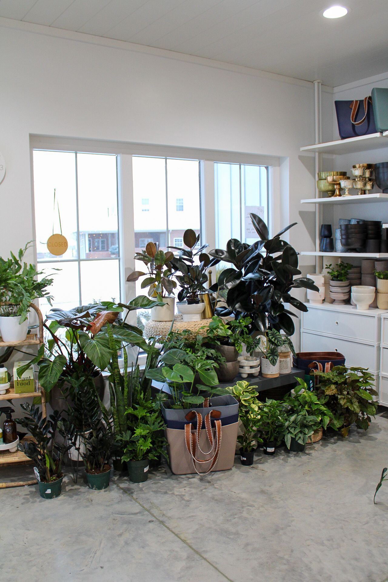 Bright retail space with collection of lush indoor plants and white shelving units.
