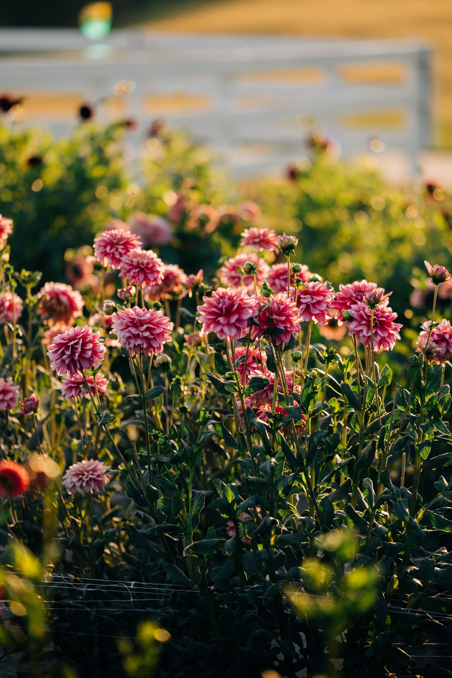 Pink dahlias blooming in garden during sunset with golden light filtering through.