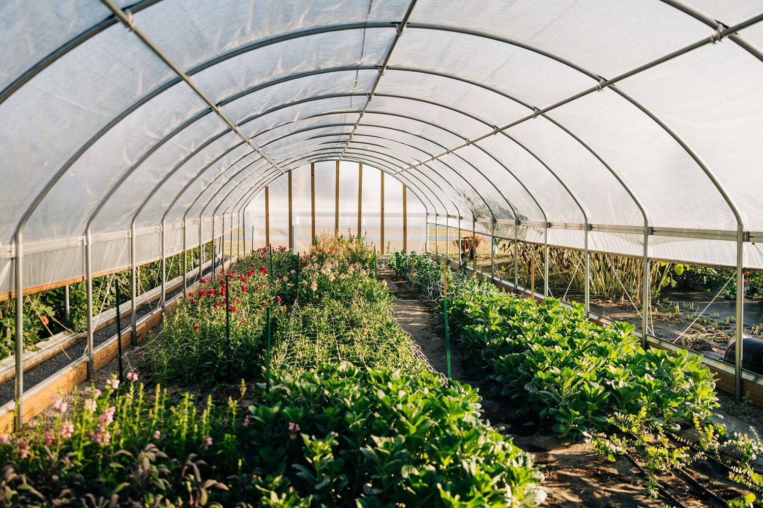 Interior view of a greenhouse tunnel with rows of lush vegetable plants growing under a curved translucent roof.