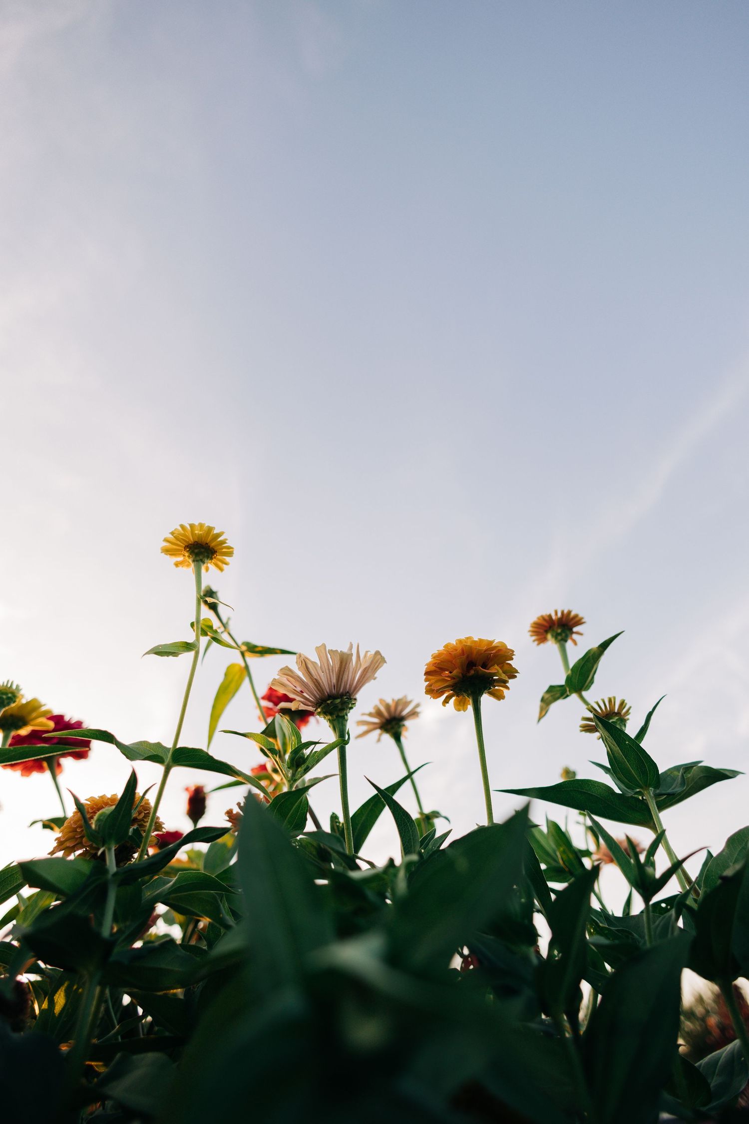 Yellow and orange flowers reaching upward against a pale blue sky in a garden setting.