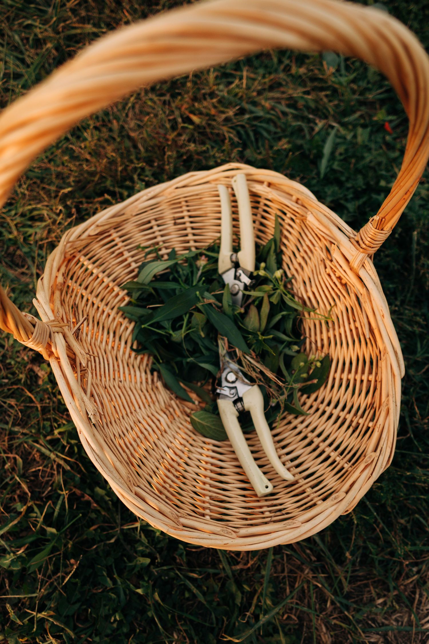 Garden pruning shears rest inside a woven wicker basket on grass.