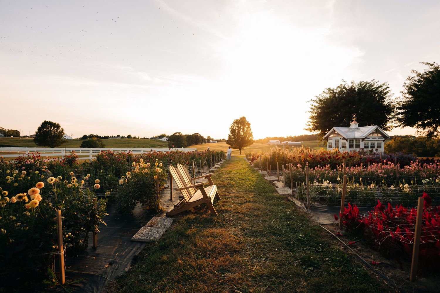 Garden path lined with blooming flowers leads to a bench at sunset.
