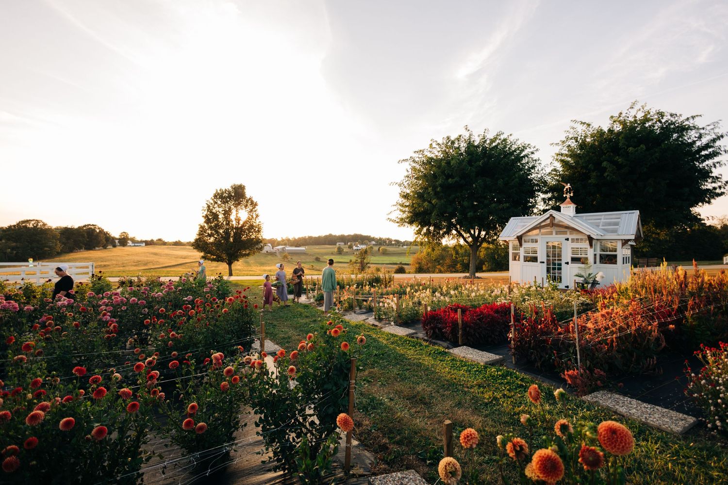 Scenic flower garden with rows of dahlias and a white greenhouse in the golden evening light.