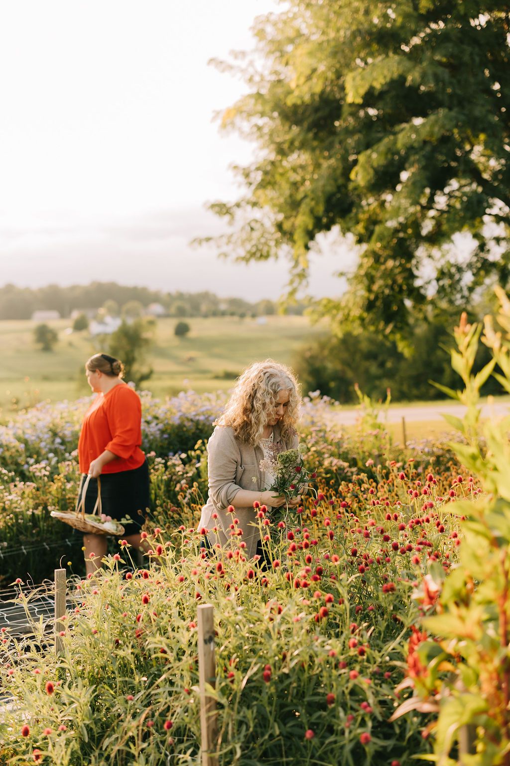 People picking flowers in a vibrant wildflower garden at sunset with golden light filtering through trees.