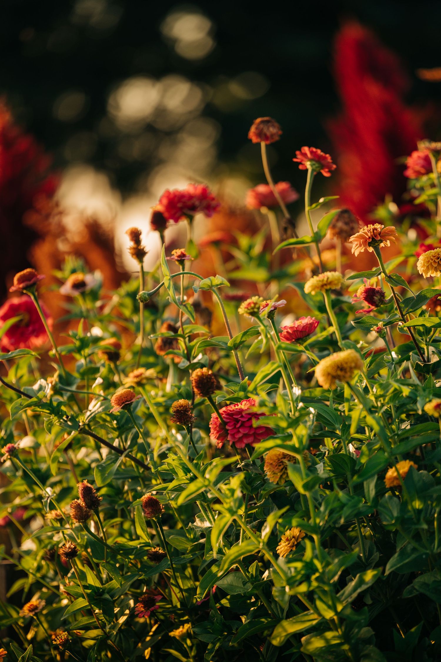 Vibrant red and orange zinnias bloom in a lush garden with soft bokeh lighting in the background.