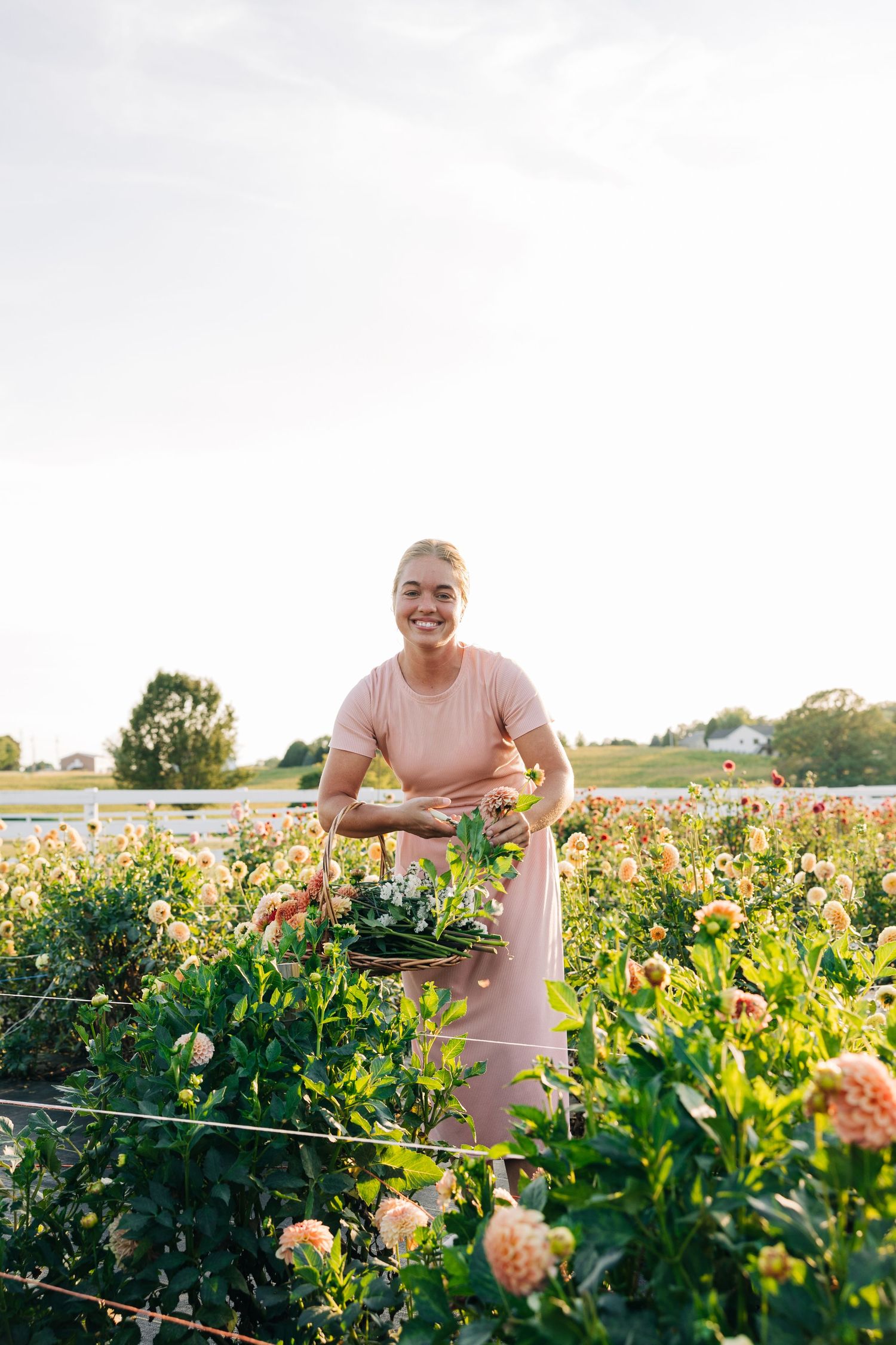 Gardener working in a blooming flower field during golden hour.
