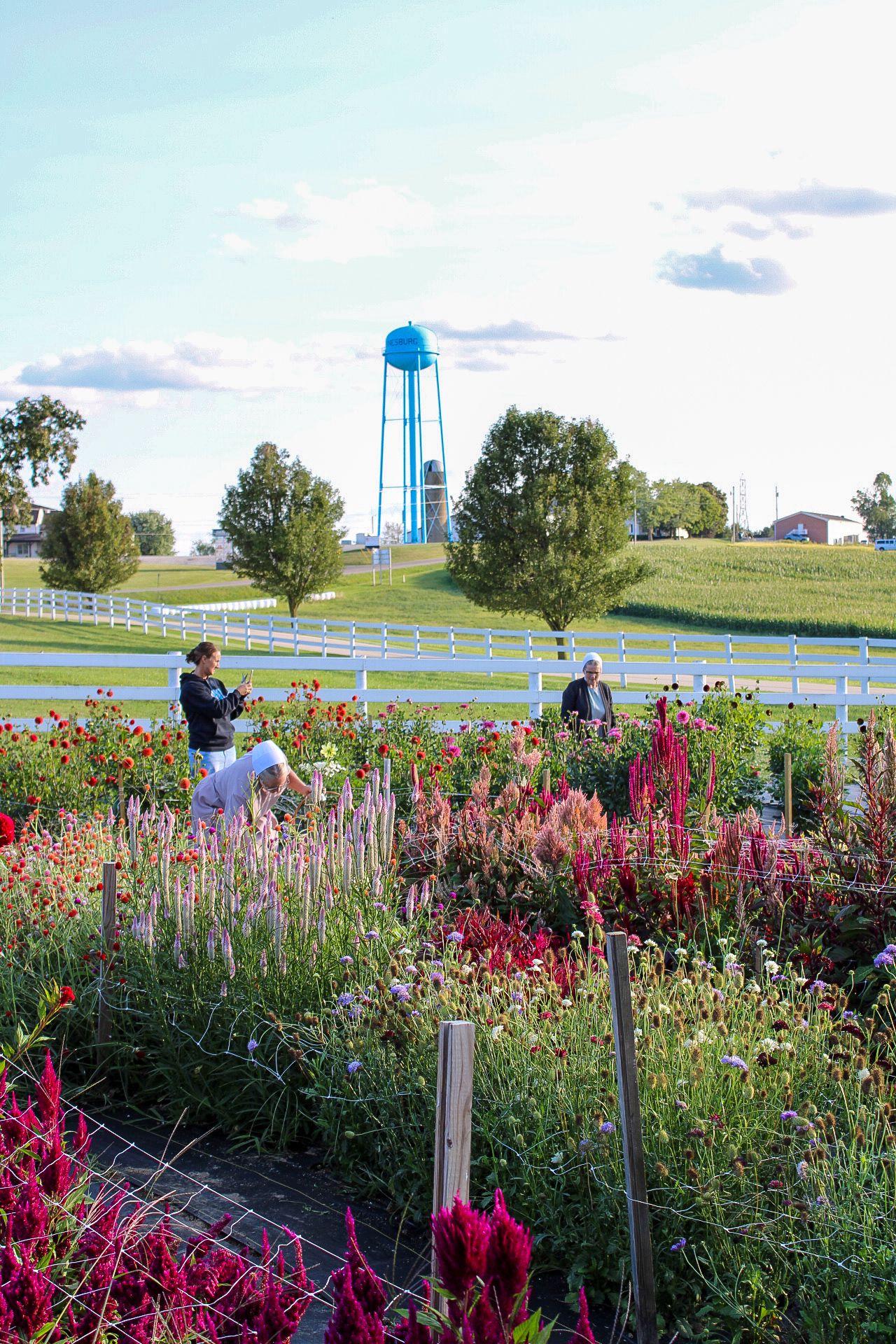 Garden with vibrant pink flowers and white water tower visible in the rural landscape.