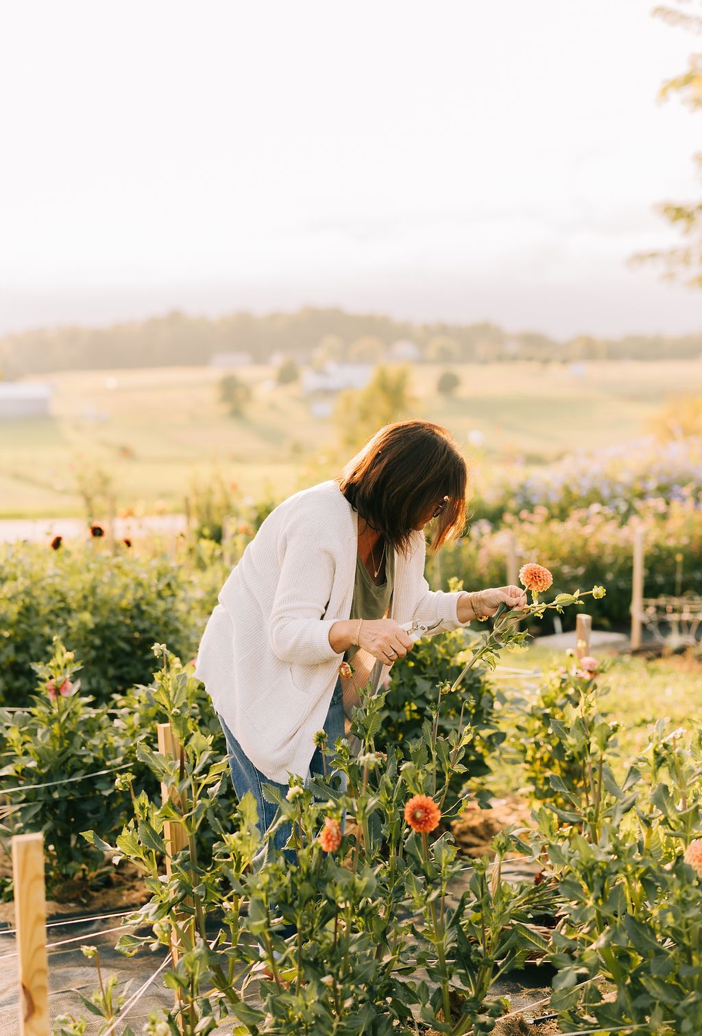 Person in white top picking flowers in a sunlit garden with dahlias and greenery during golden hour.