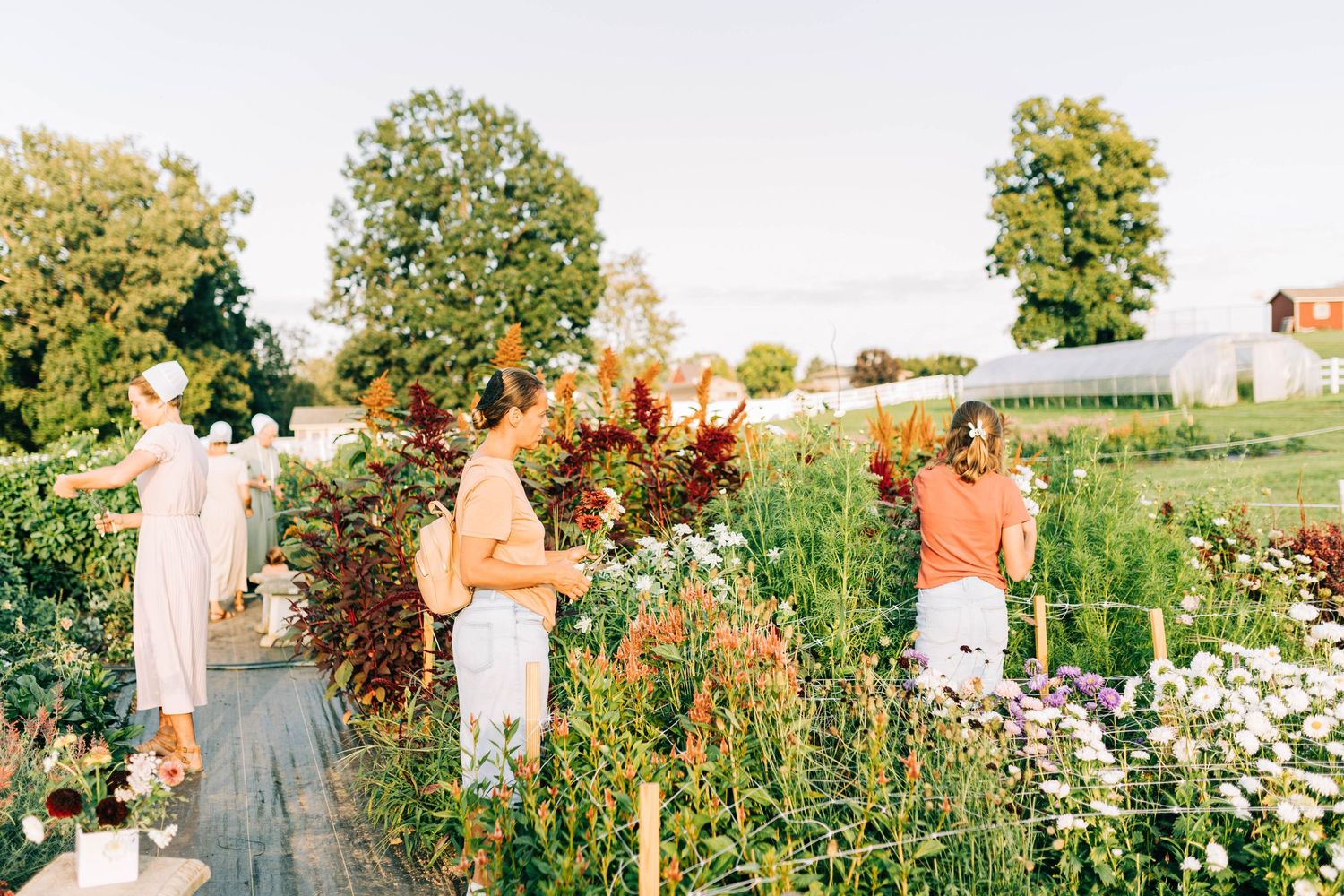 People working in a blooming flower garden with white fences and trees in the background.